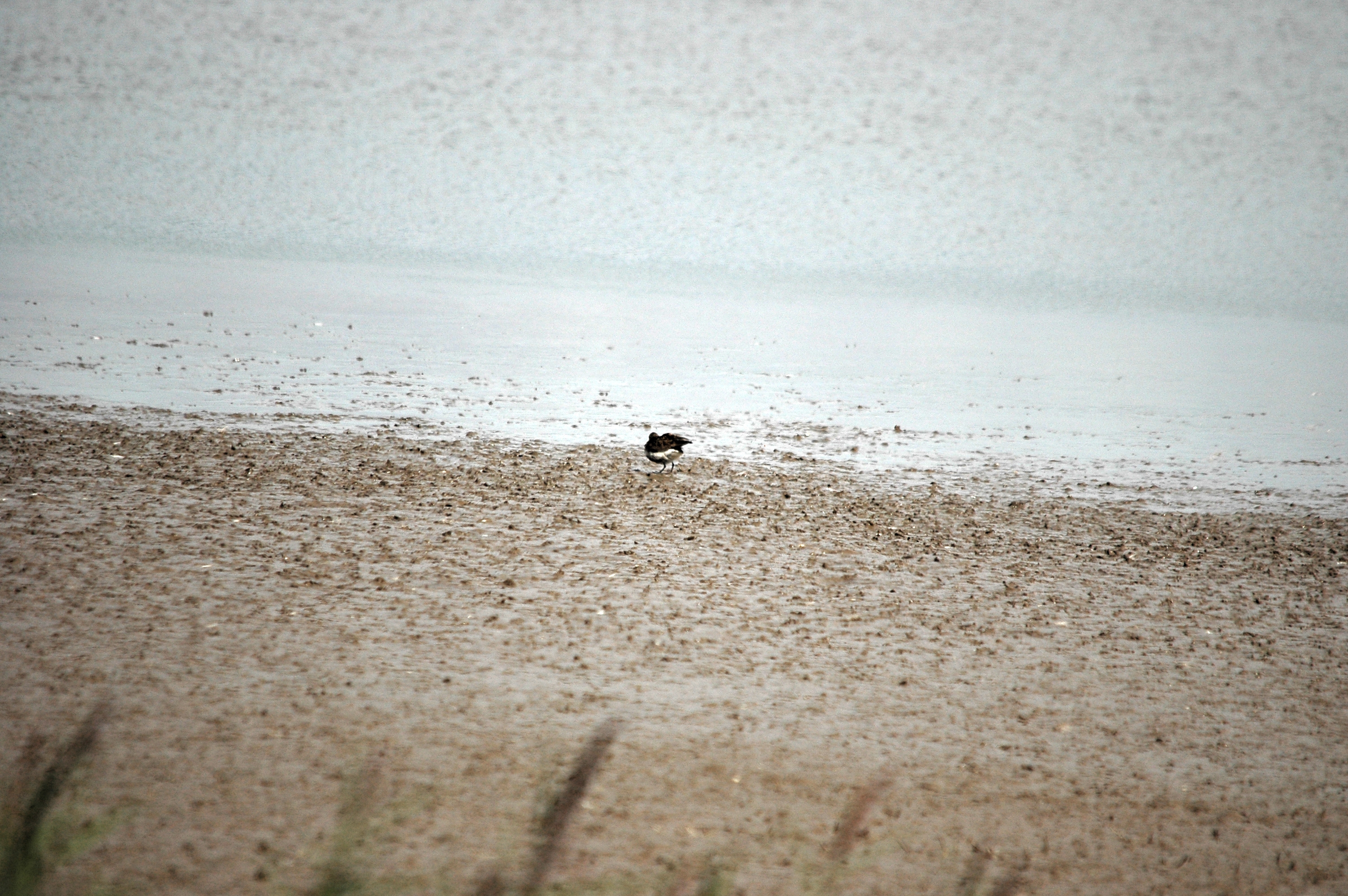 photos/wildlife/Bird_Species/063-Waders/1622-Dunlin/DSC_7166.JPG