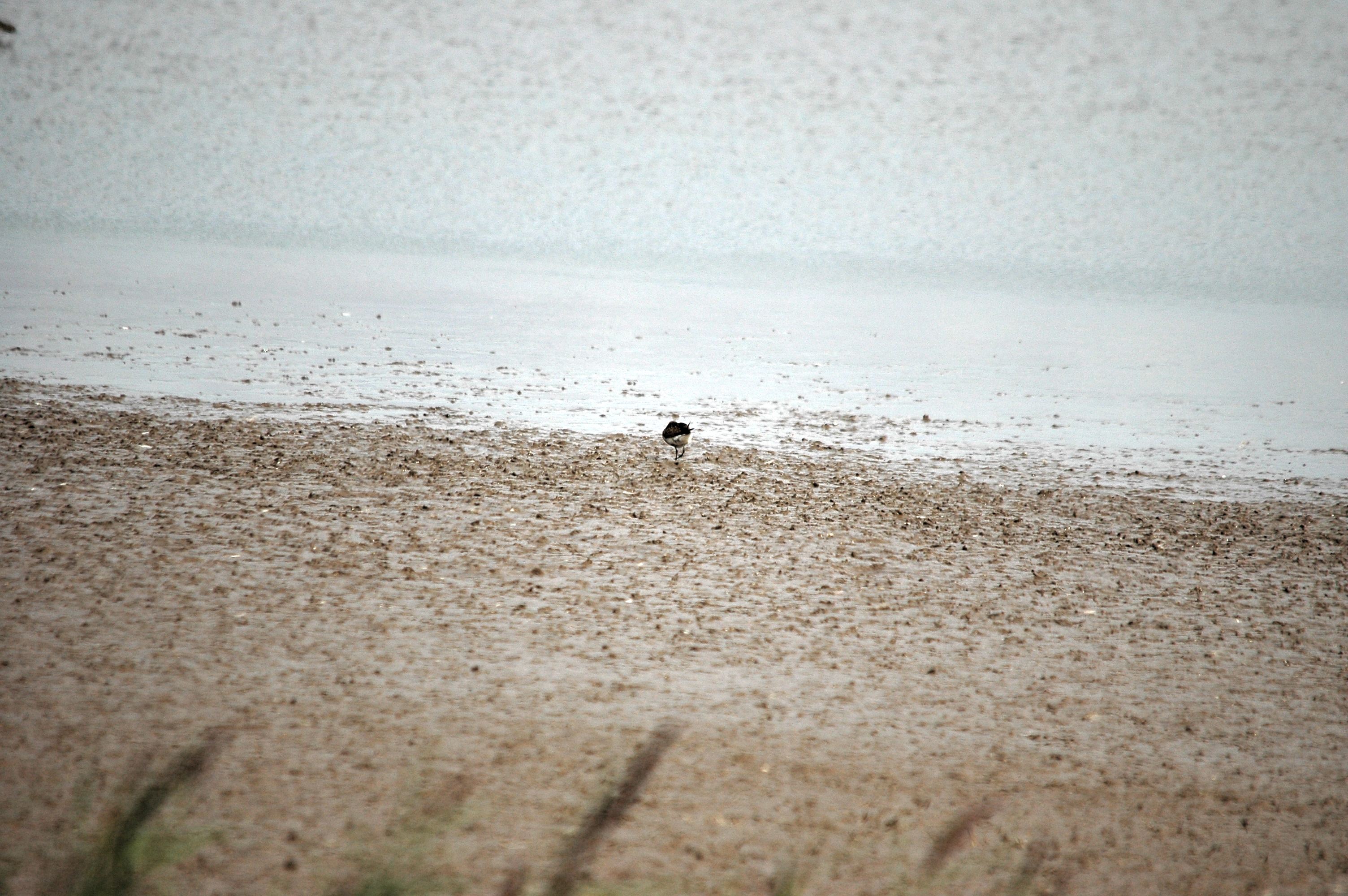 photos/wildlife/Bird_Species/063-Waders/1622-Dunlin/DSC_7167.JPG