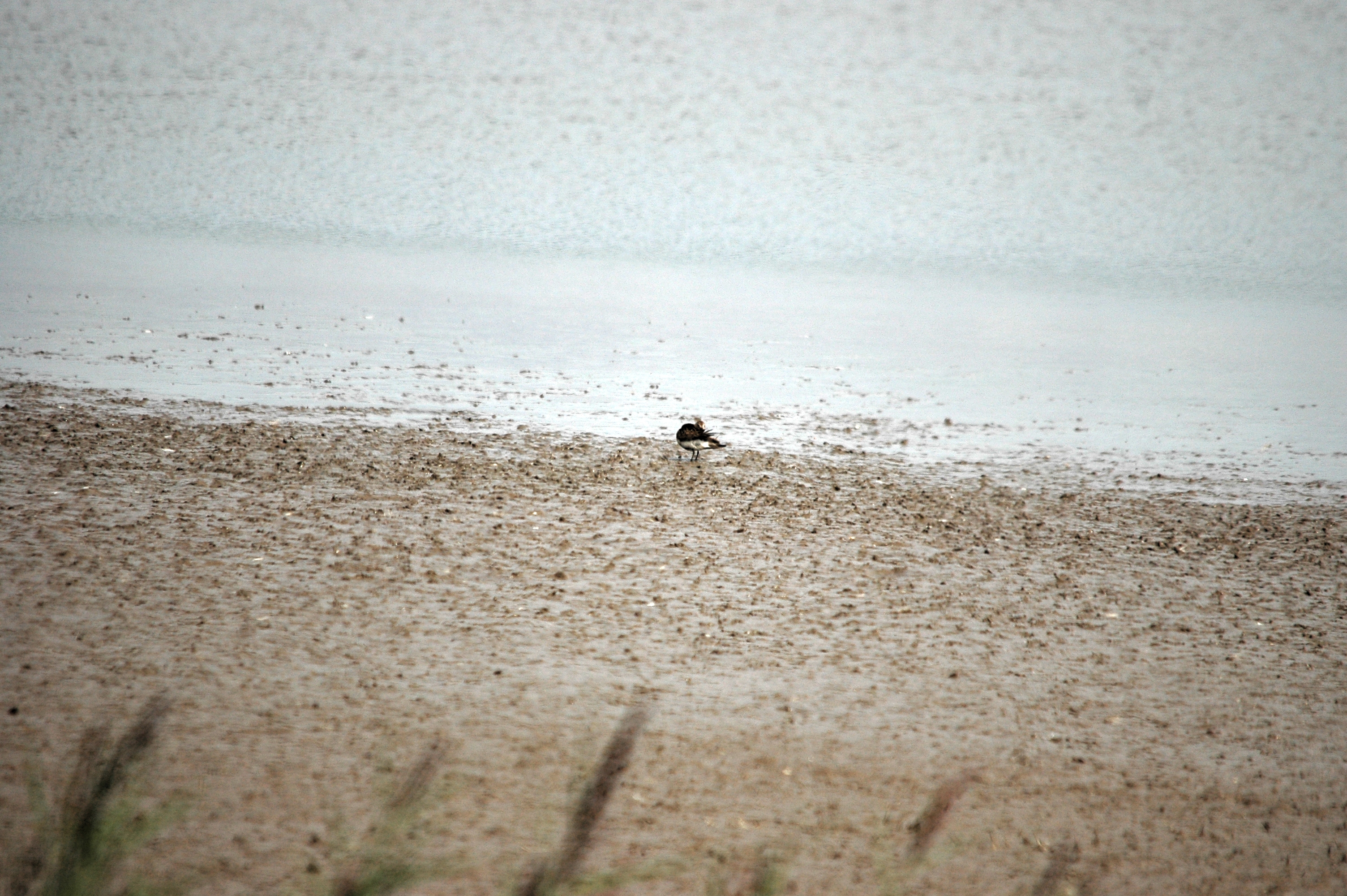 photos/wildlife/Bird_Species/063-Waders/1622-Dunlin/DSC_7168.JPG