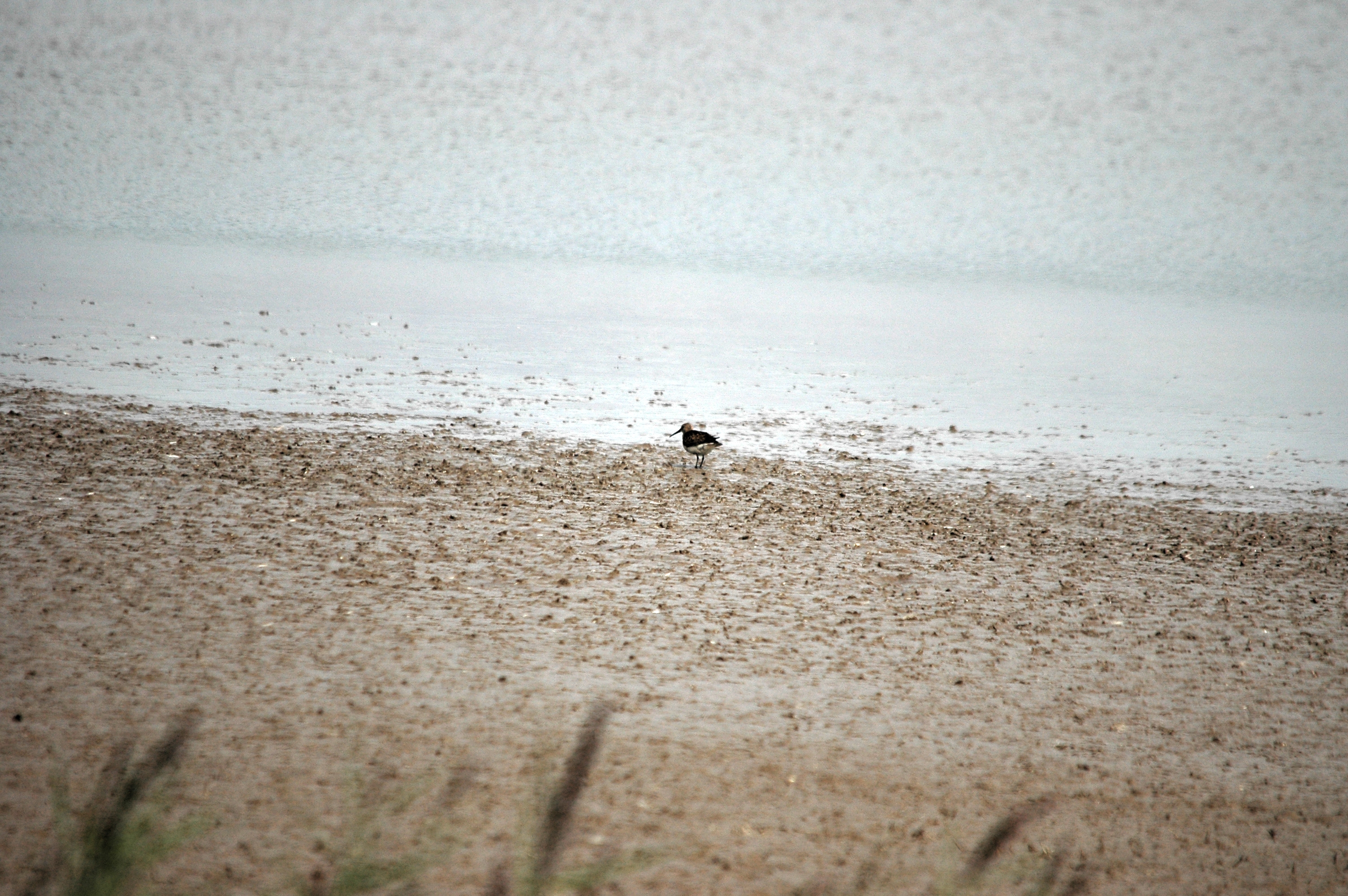 photos/wildlife/Bird_Species/063-Waders/1622-Dunlin/DSC_7169.JPG