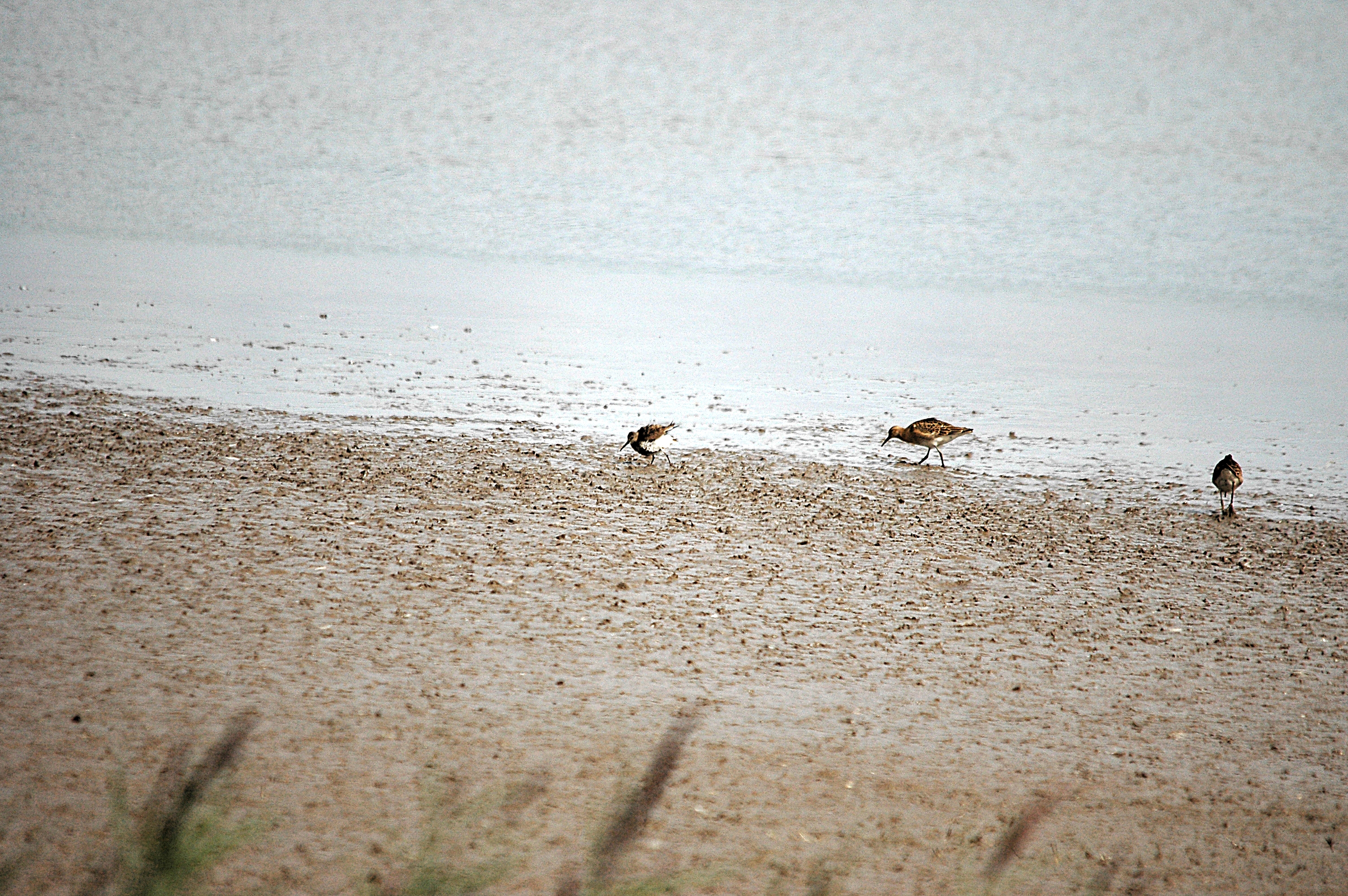 photos/wildlife/Bird_Species/063-Waders/1622-Dunlin/DSC_7170.JPG