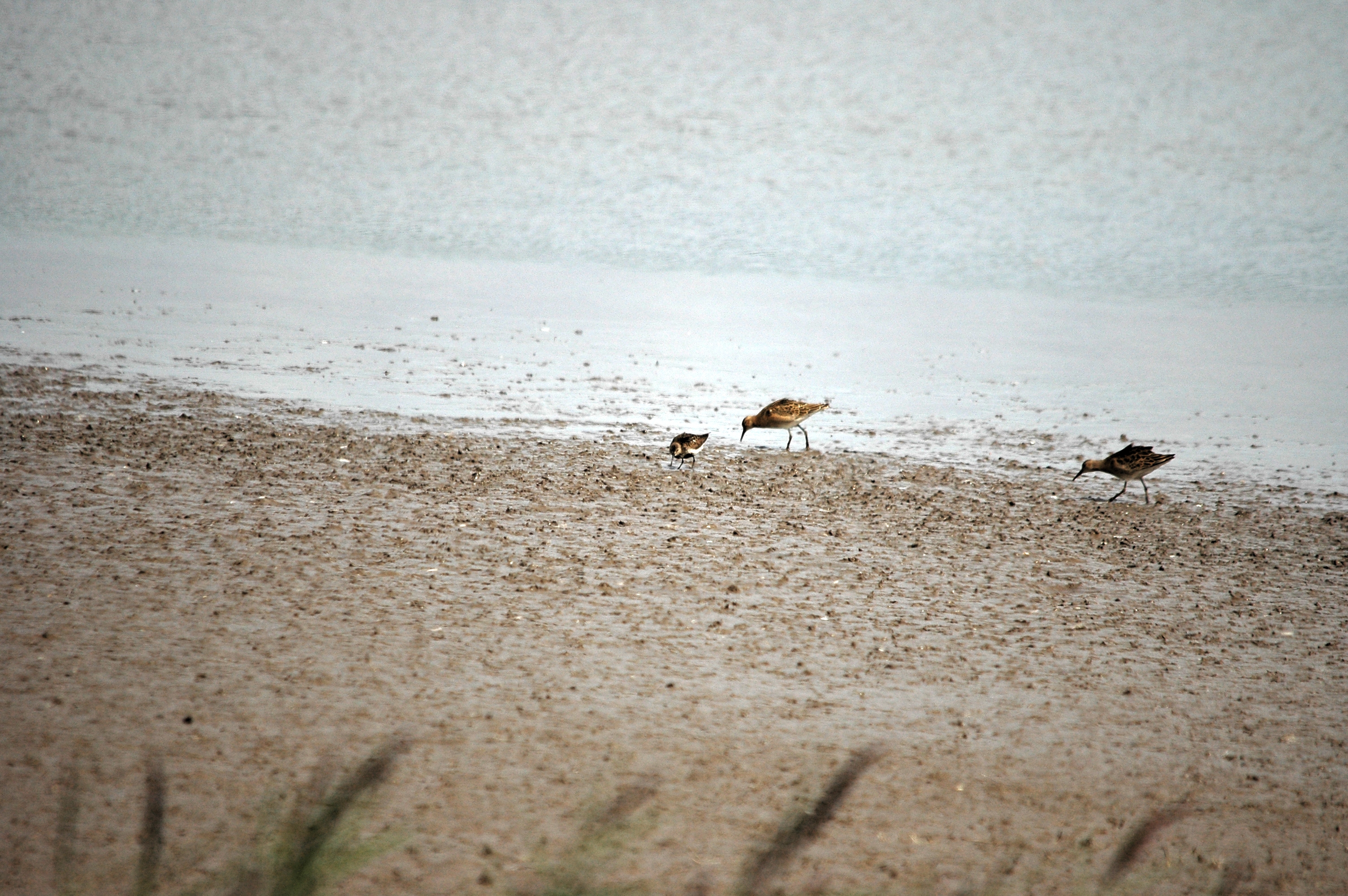 photos/wildlife/Bird_Species/063-Waders/1622-Dunlin/DSC_7172.JPG