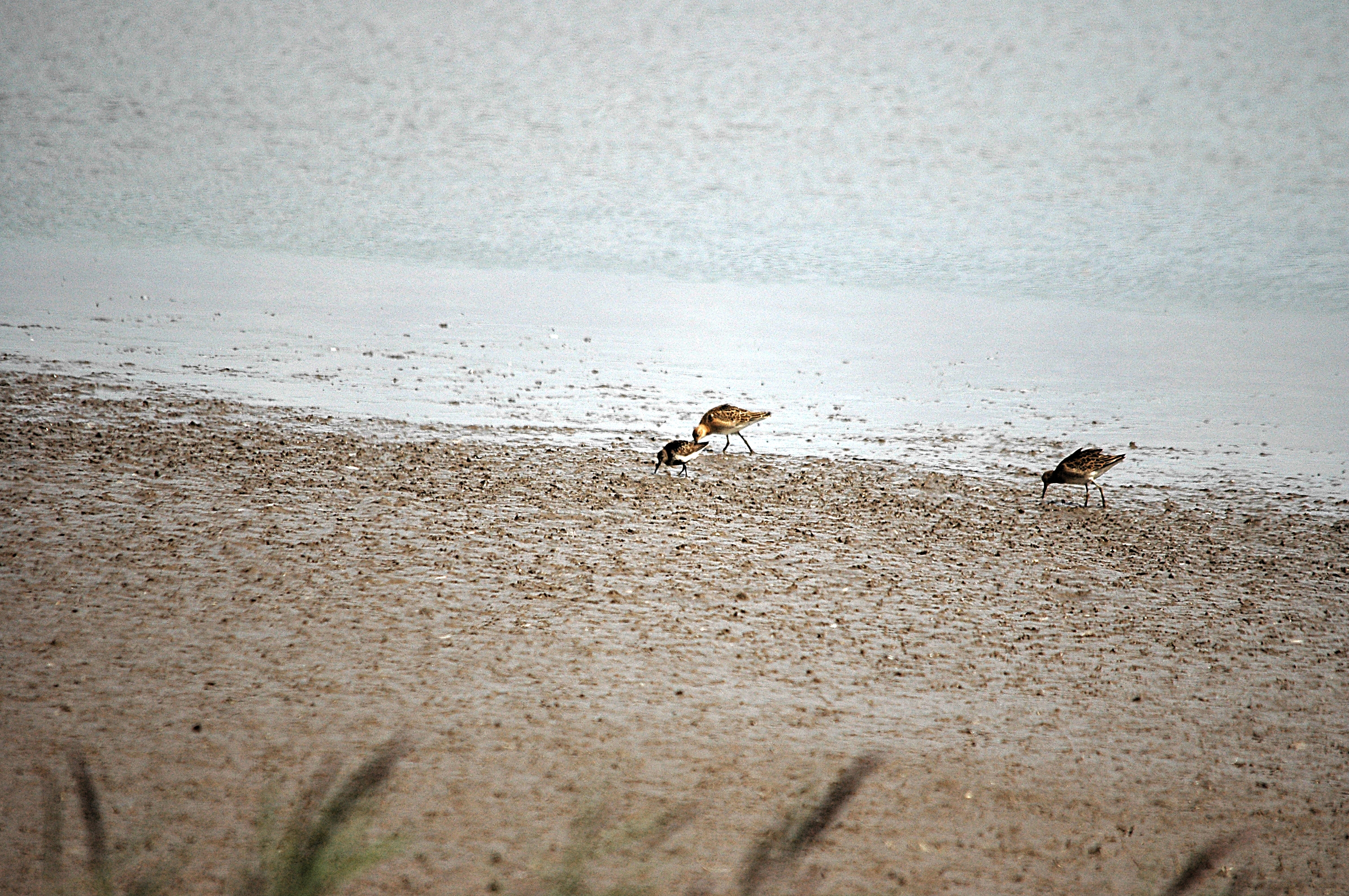 photos/wildlife/Bird_Species/063-Waders/1622-Dunlin/DSC_7173.JPG