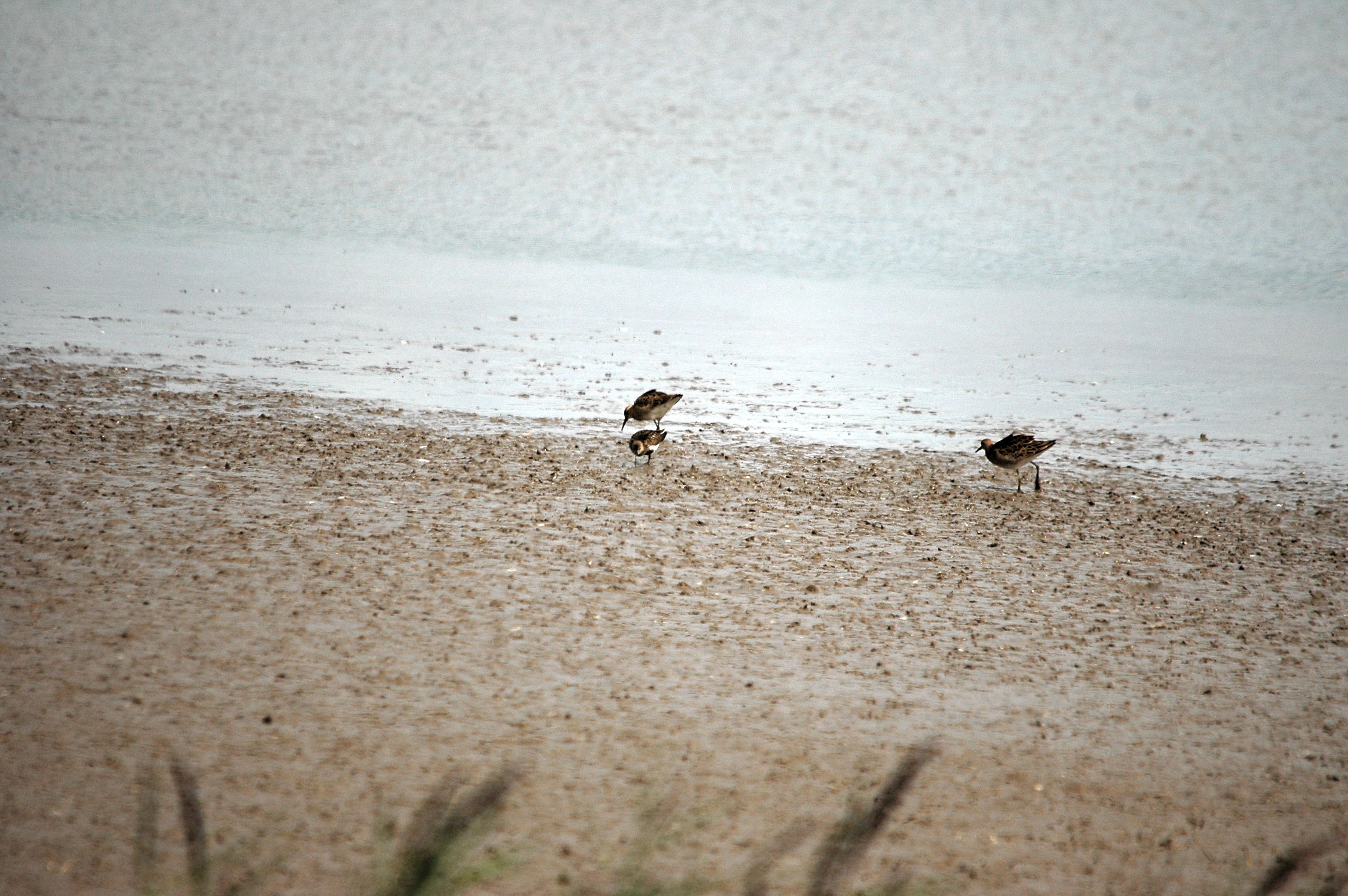 photos/wildlife/Bird_Species/063-Waders/1622-Dunlin/DSC_7174.JPG