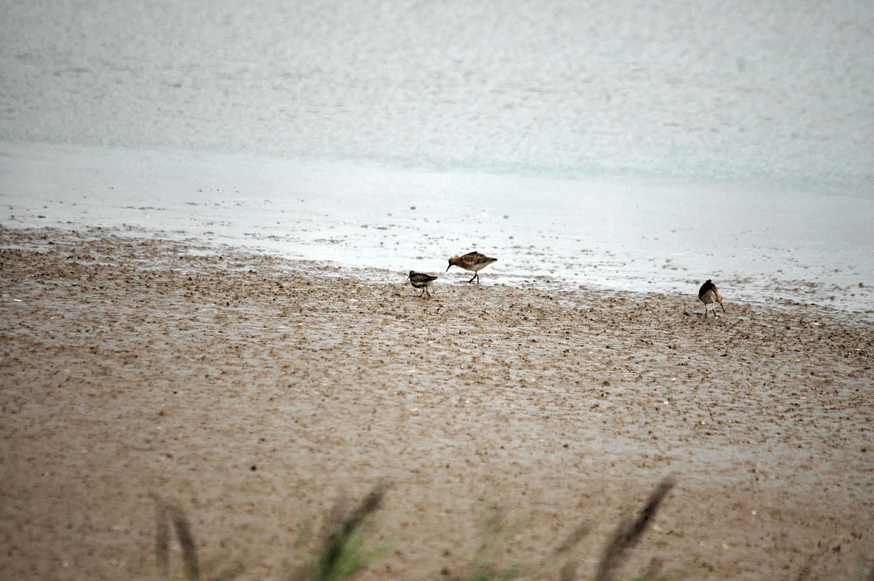 photos/wildlife/Bird_Species/063-Waders/1622-Dunlin/DSC_7175.JPG