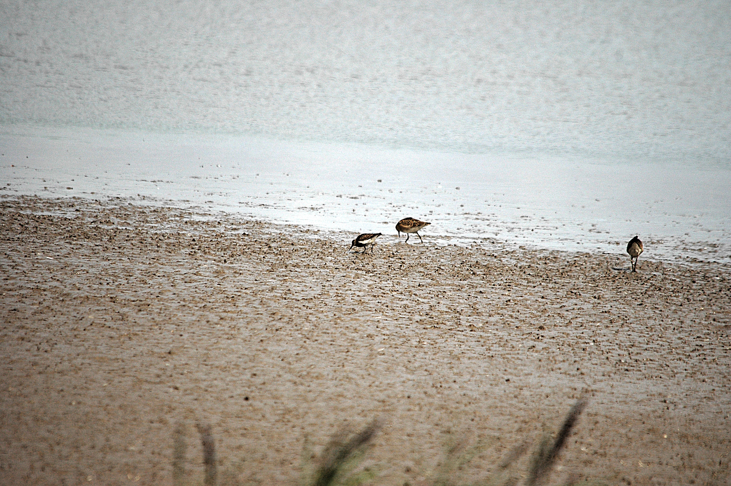 photos/wildlife/Bird_Species/063-Waders/1622-Dunlin/DSC_7176.JPG