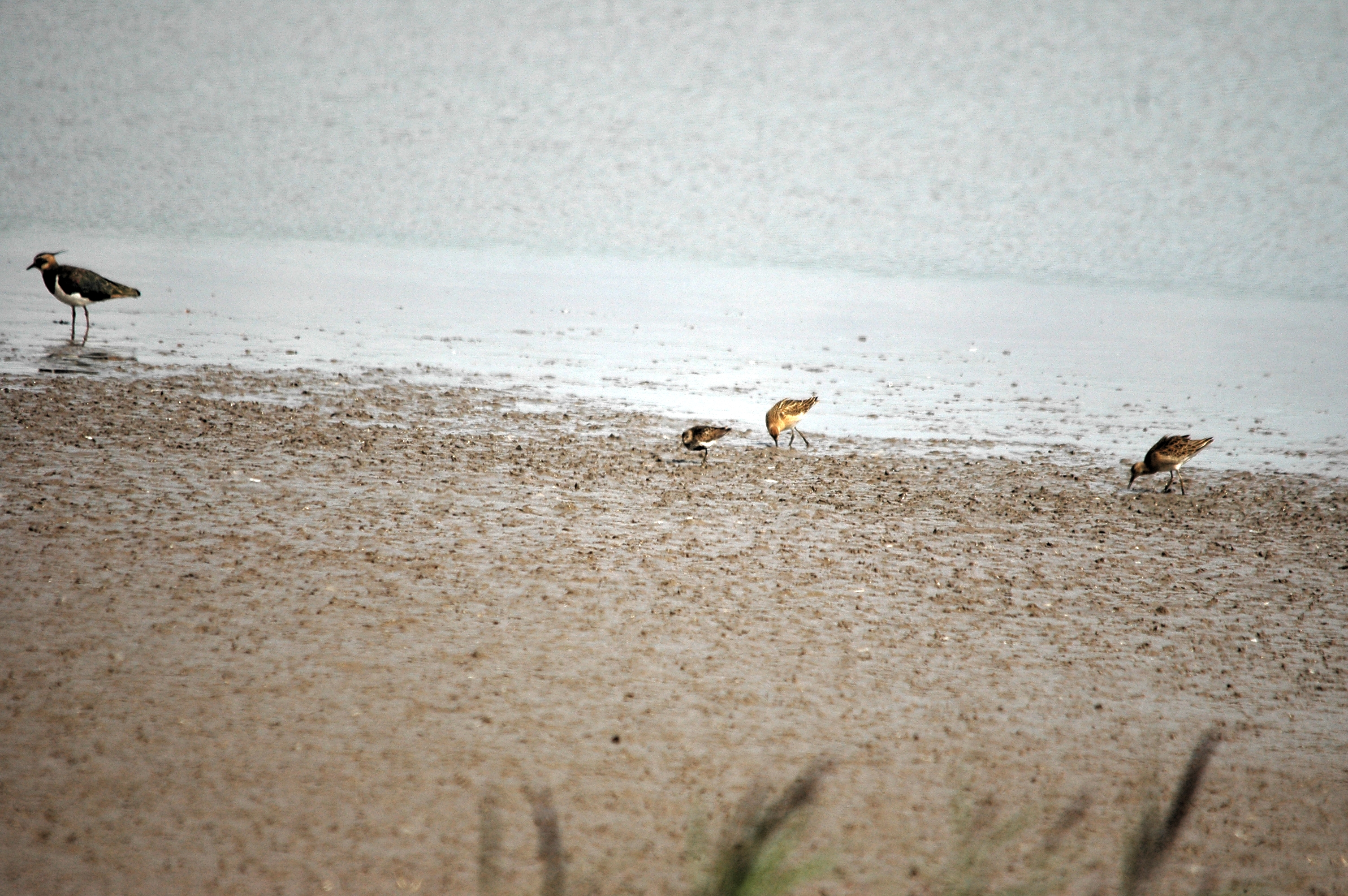 photos/wildlife/Bird_Species/063-Waders/1622-Dunlin/DSC_7177.JPG