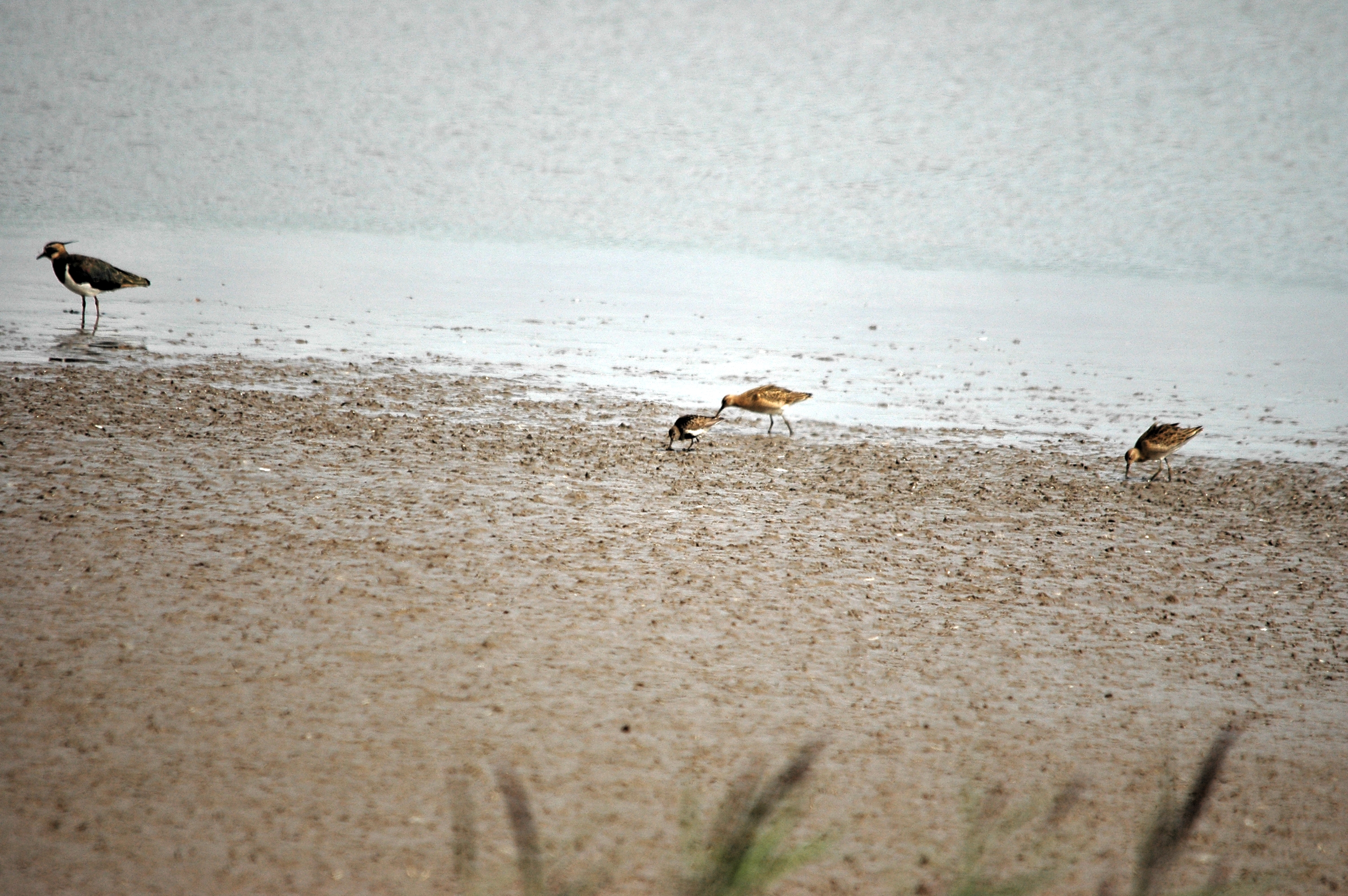 photos/wildlife/Bird_Species/063-Waders/1622-Dunlin/DSC_7178.JPG
