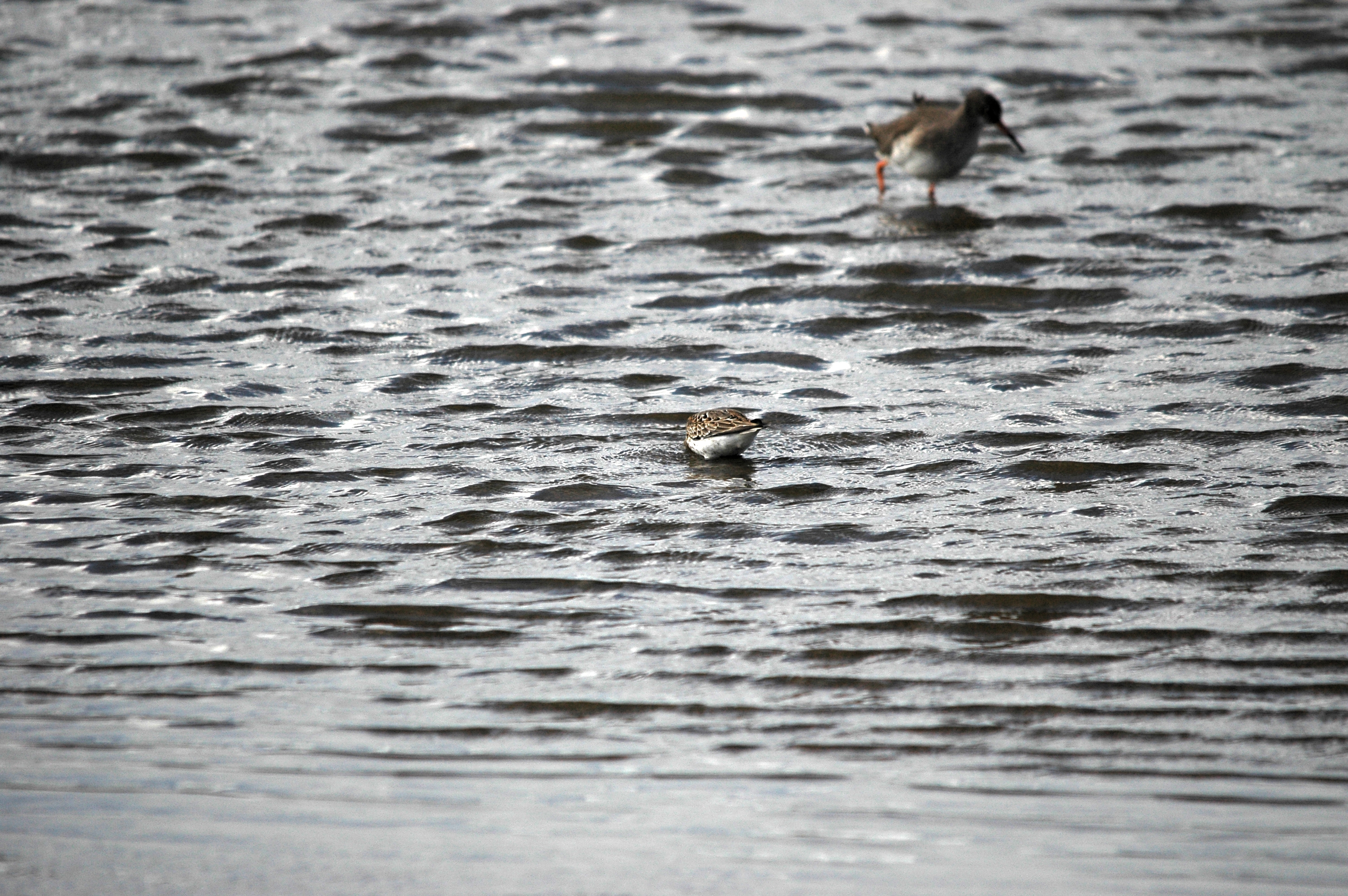 photos/wildlife/Bird_Species/063-Waders/1622-Dunlin/DSC_7446.JPG