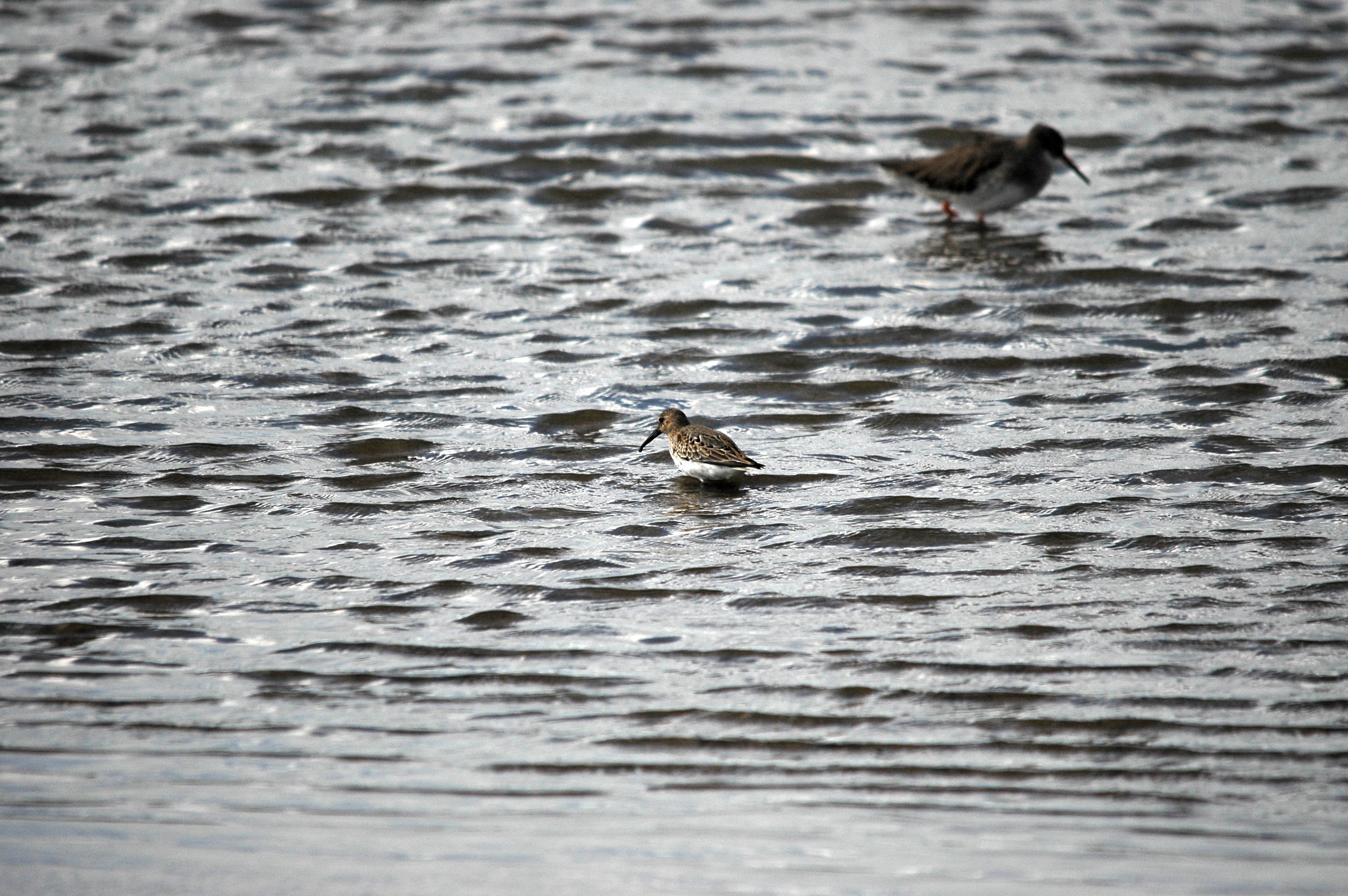 photos/wildlife/Bird_Species/063-Waders/1622-Dunlin/DSC_7447.JPG