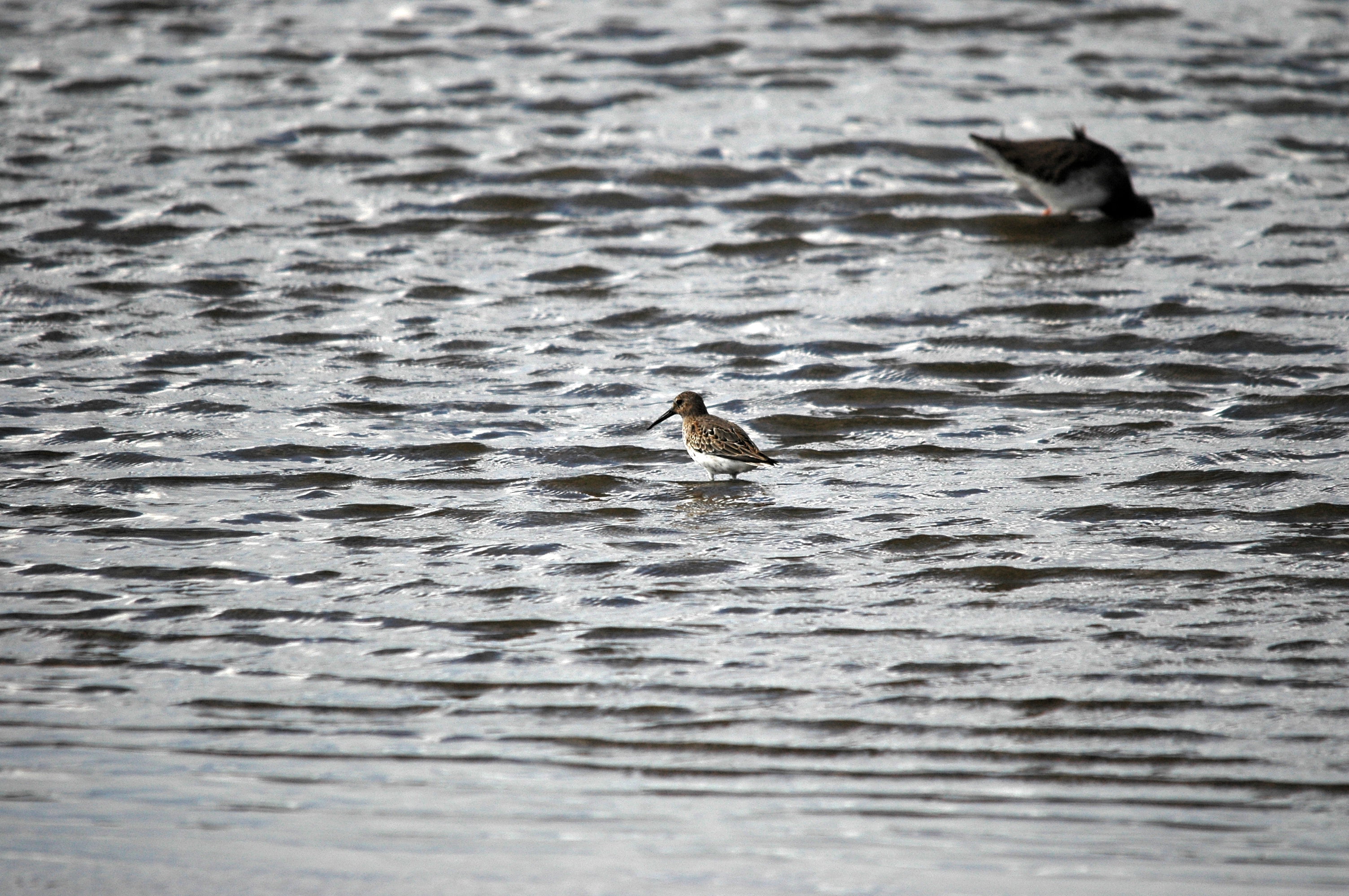 photos/wildlife/Bird_Species/063-Waders/1622-Dunlin/DSC_7448.JPG