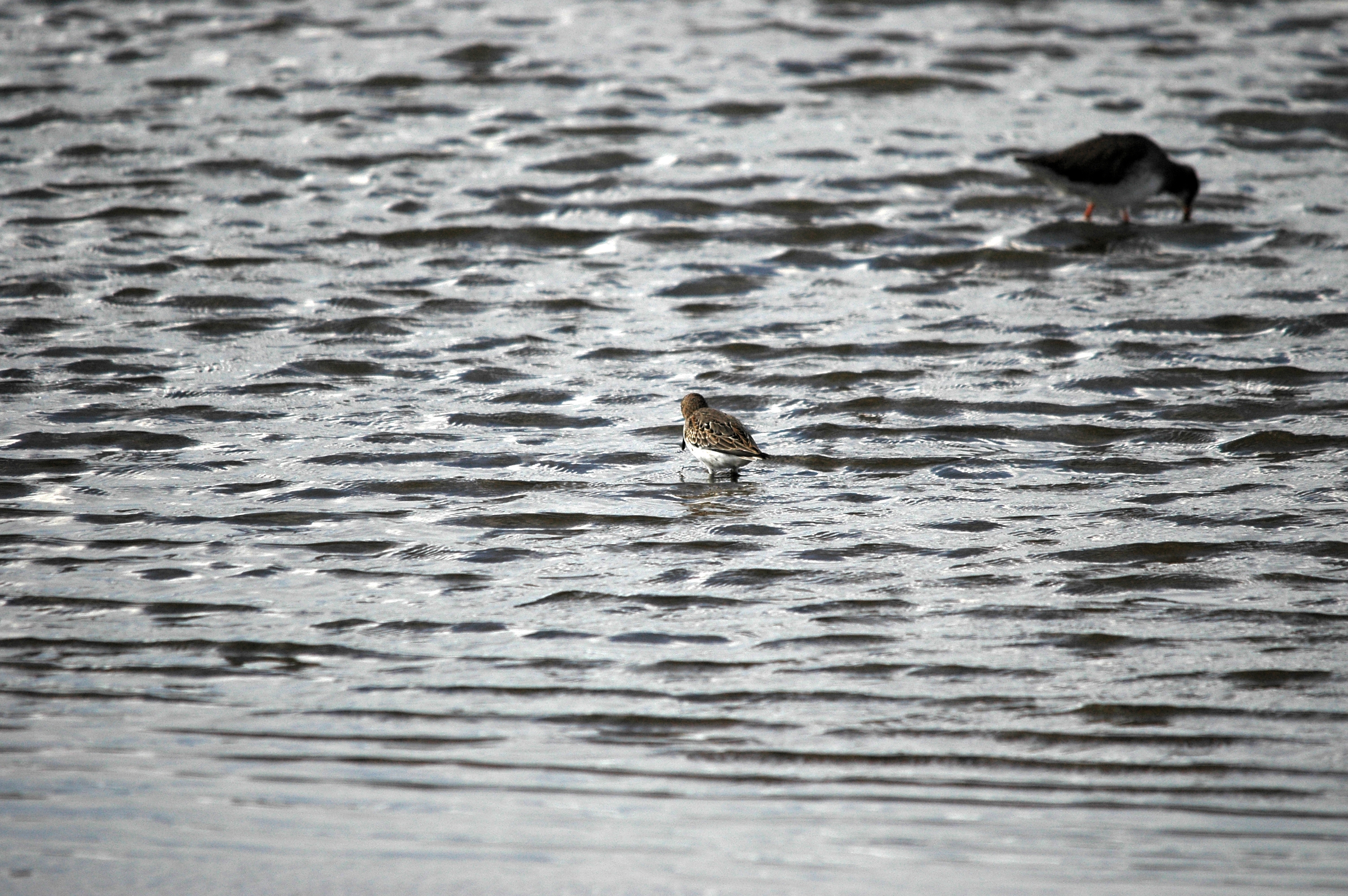 photos/wildlife/Bird_Species/063-Waders/1622-Dunlin/DSC_7449.JPG