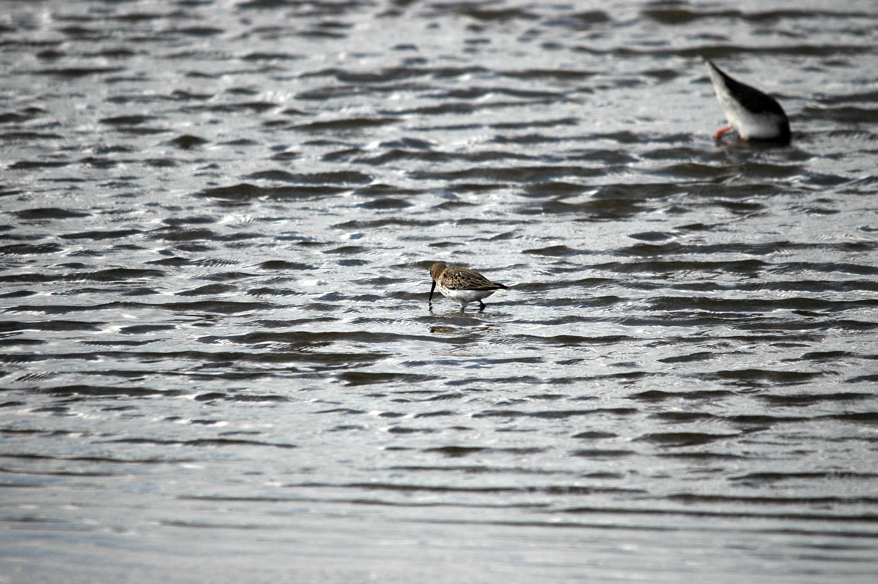 photos/wildlife/Bird_Species/063-Waders/1622-Dunlin/DSC_7450.JPG