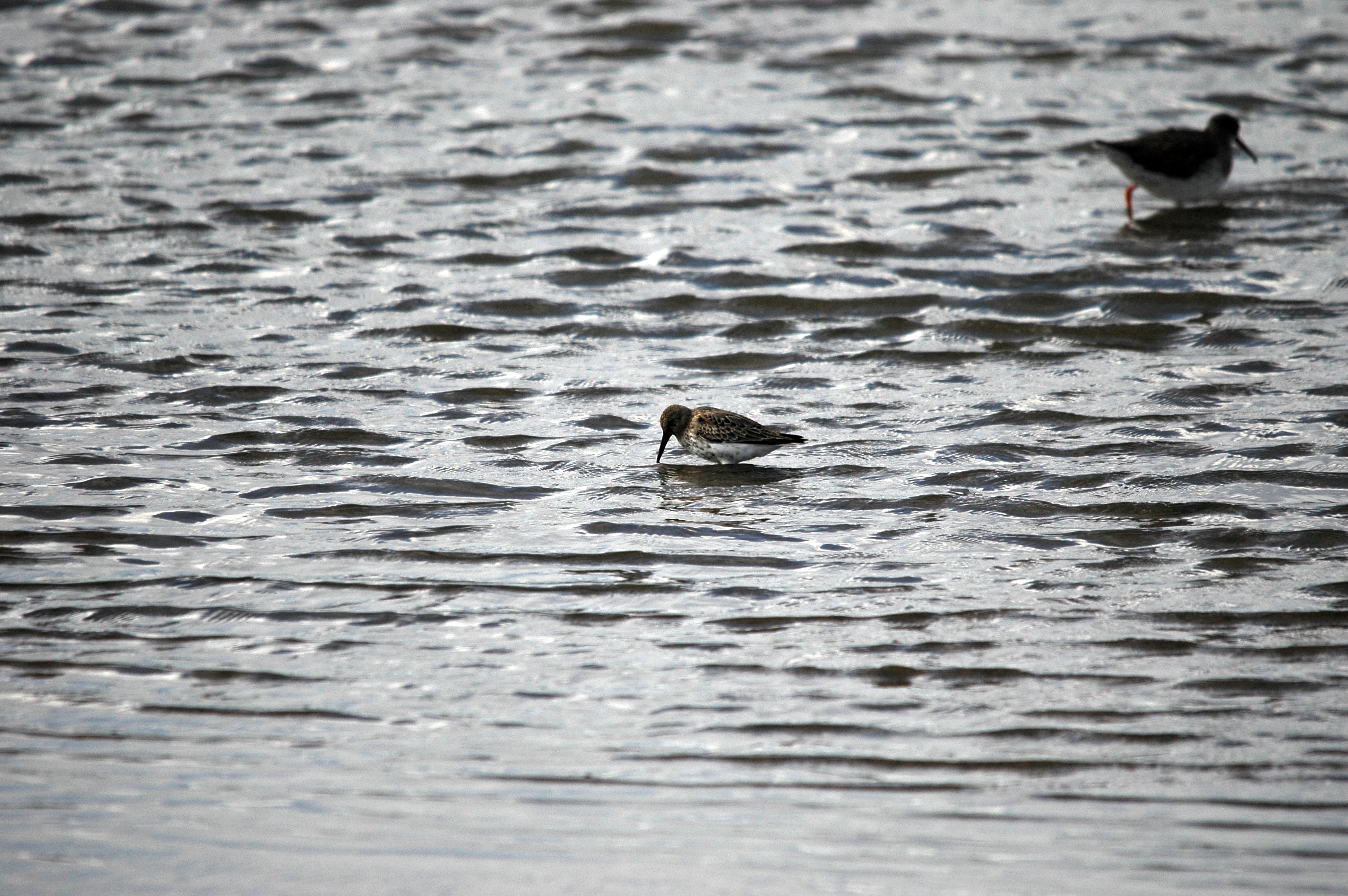 photos/wildlife/Bird_Species/063-Waders/1622-Dunlin/DSC_7451.JPG
