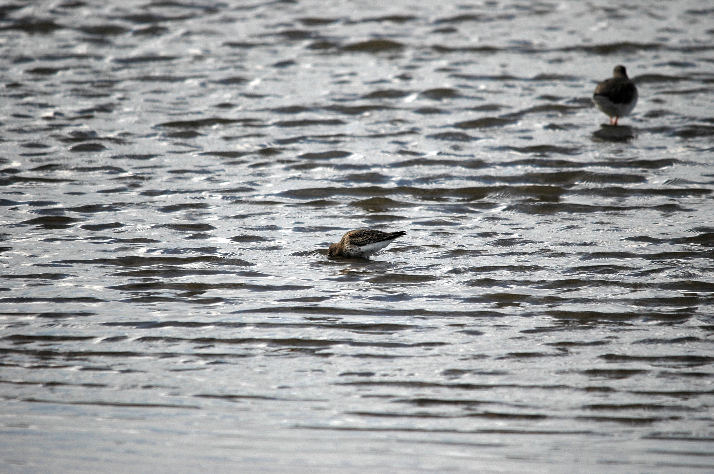 photos/wildlife/Bird_Species/063-Waders/1622-Dunlin/DSC_7452.JPG