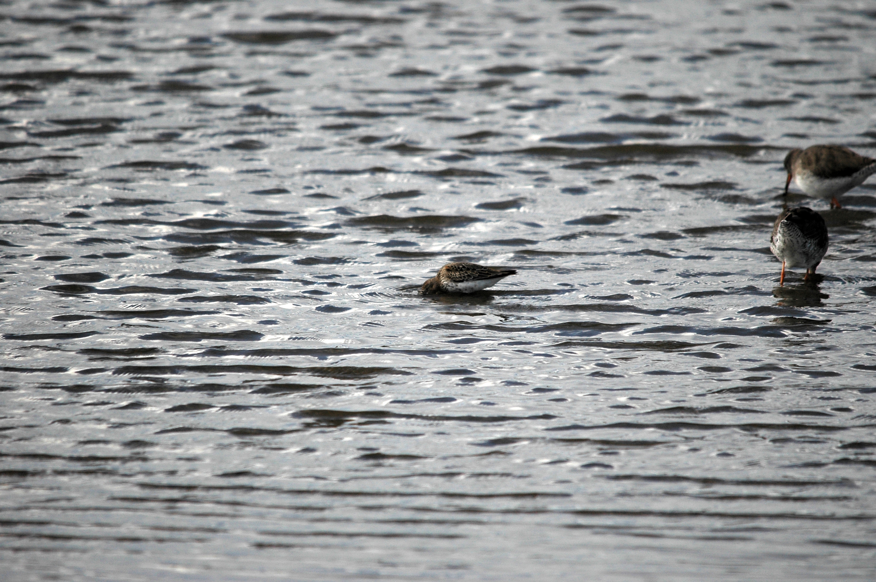 photos/wildlife/Bird_Species/063-Waders/1622-Dunlin/DSC_7454.JPG