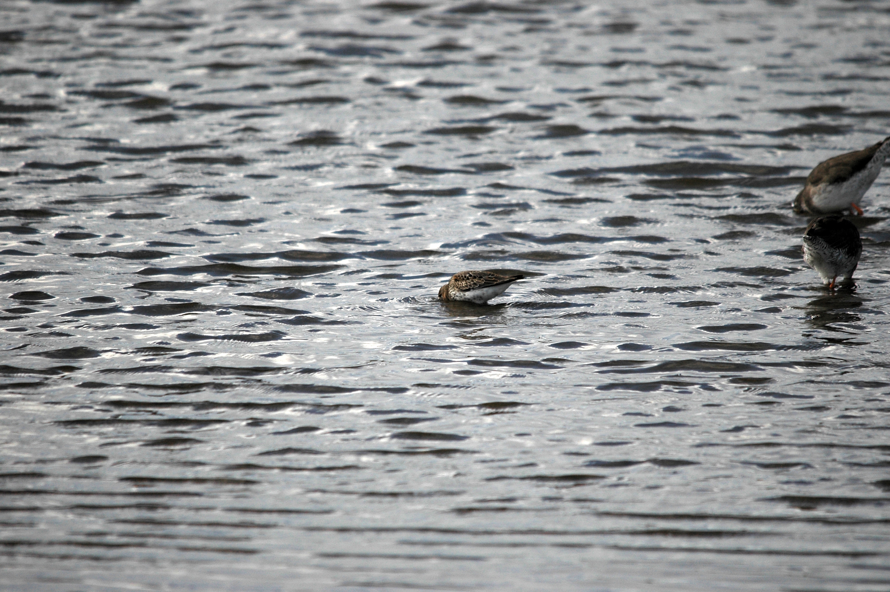 photos/wildlife/Bird_Species/063-Waders/1622-Dunlin/DSC_7455.JPG