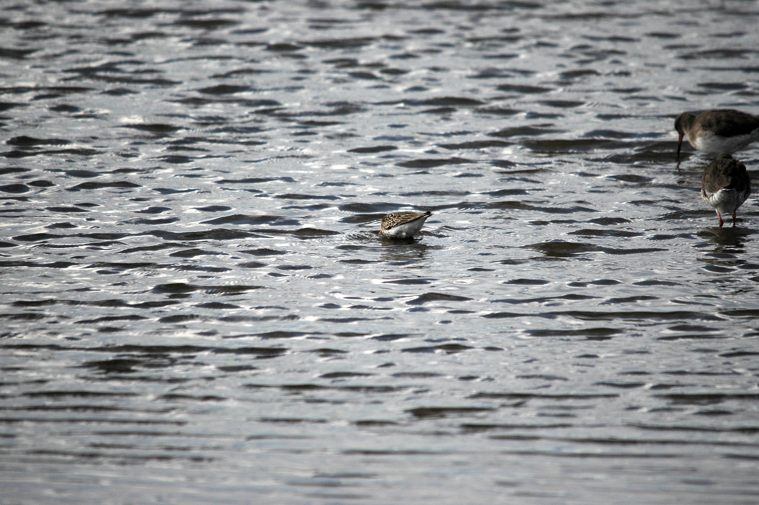 photos/wildlife/Bird_Species/063-Waders/1622-Dunlin/DSC_7456.JPG