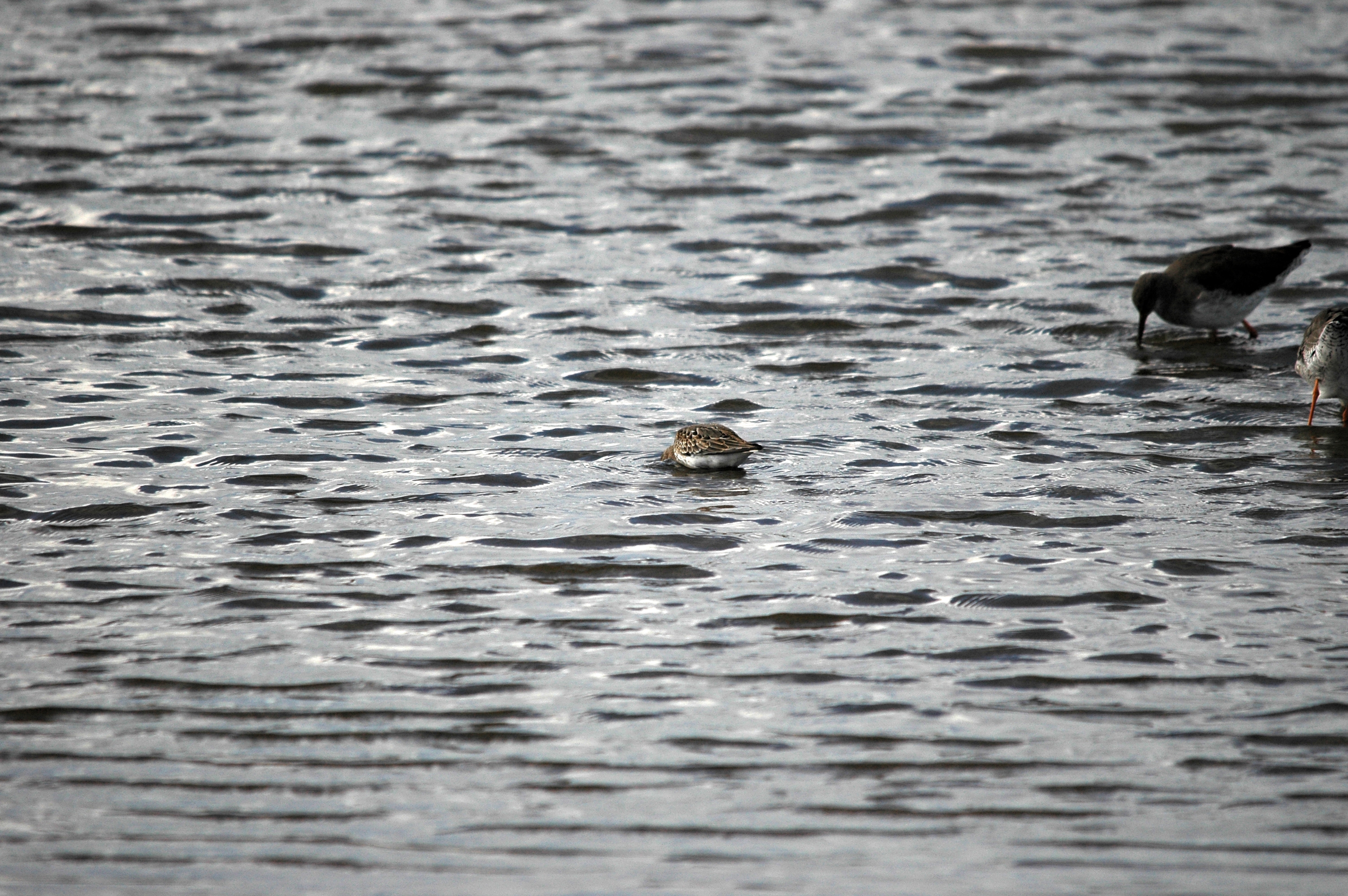 photos/wildlife/Bird_Species/063-Waders/1622-Dunlin/DSC_7457.JPG