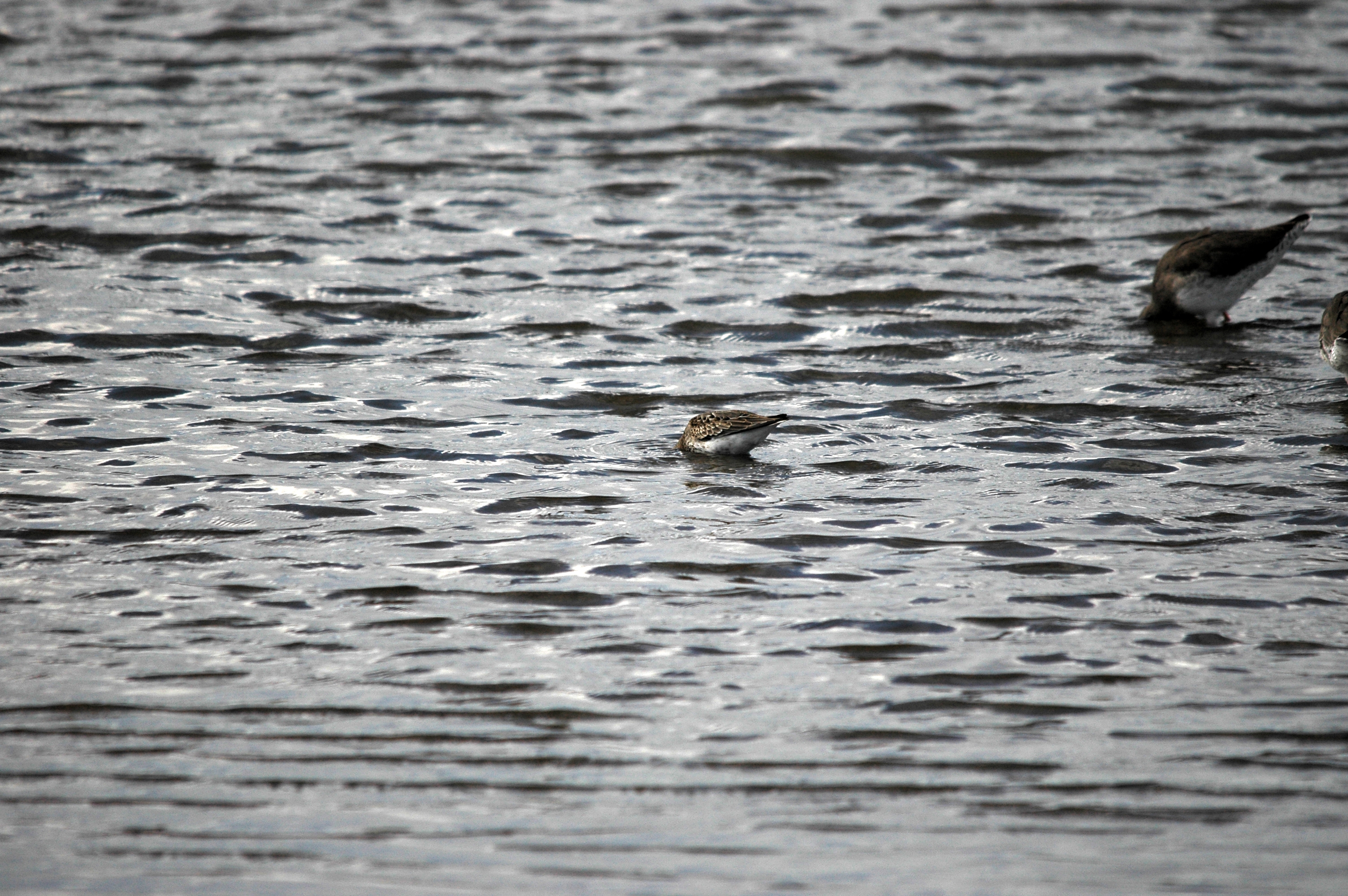 photos/wildlife/Bird_Species/063-Waders/1622-Dunlin/DSC_7458.JPG