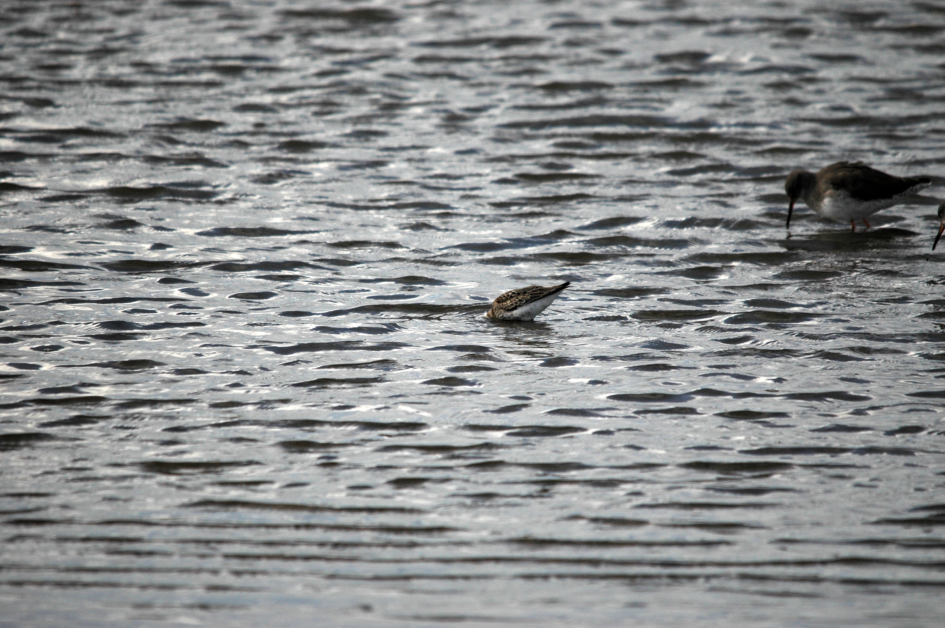 photos/wildlife/Bird_Species/063-Waders/1622-Dunlin/DSC_7459.JPG
