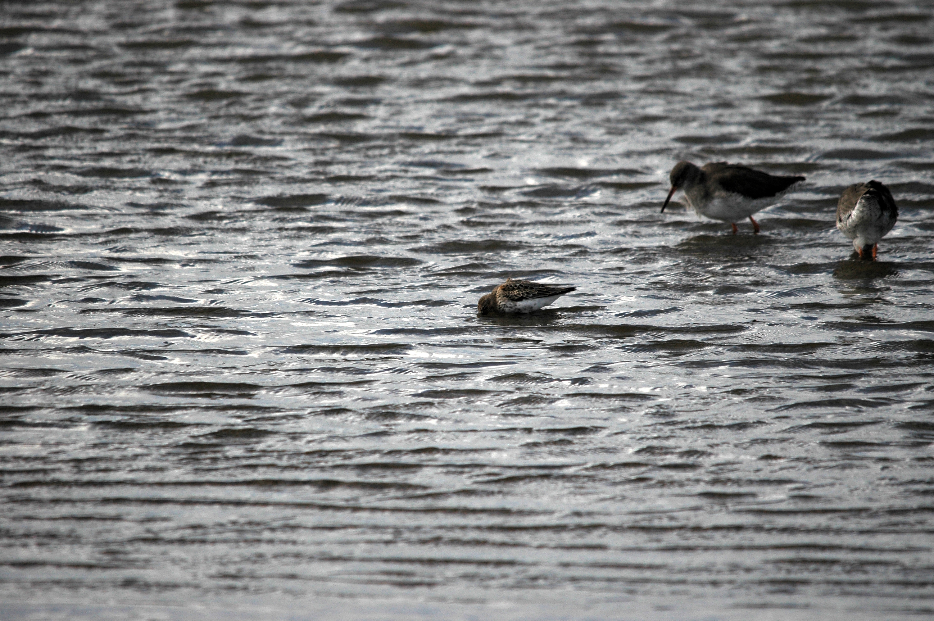 photos/wildlife/Bird_Species/063-Waders/1622-Dunlin/DSC_7461.JPG