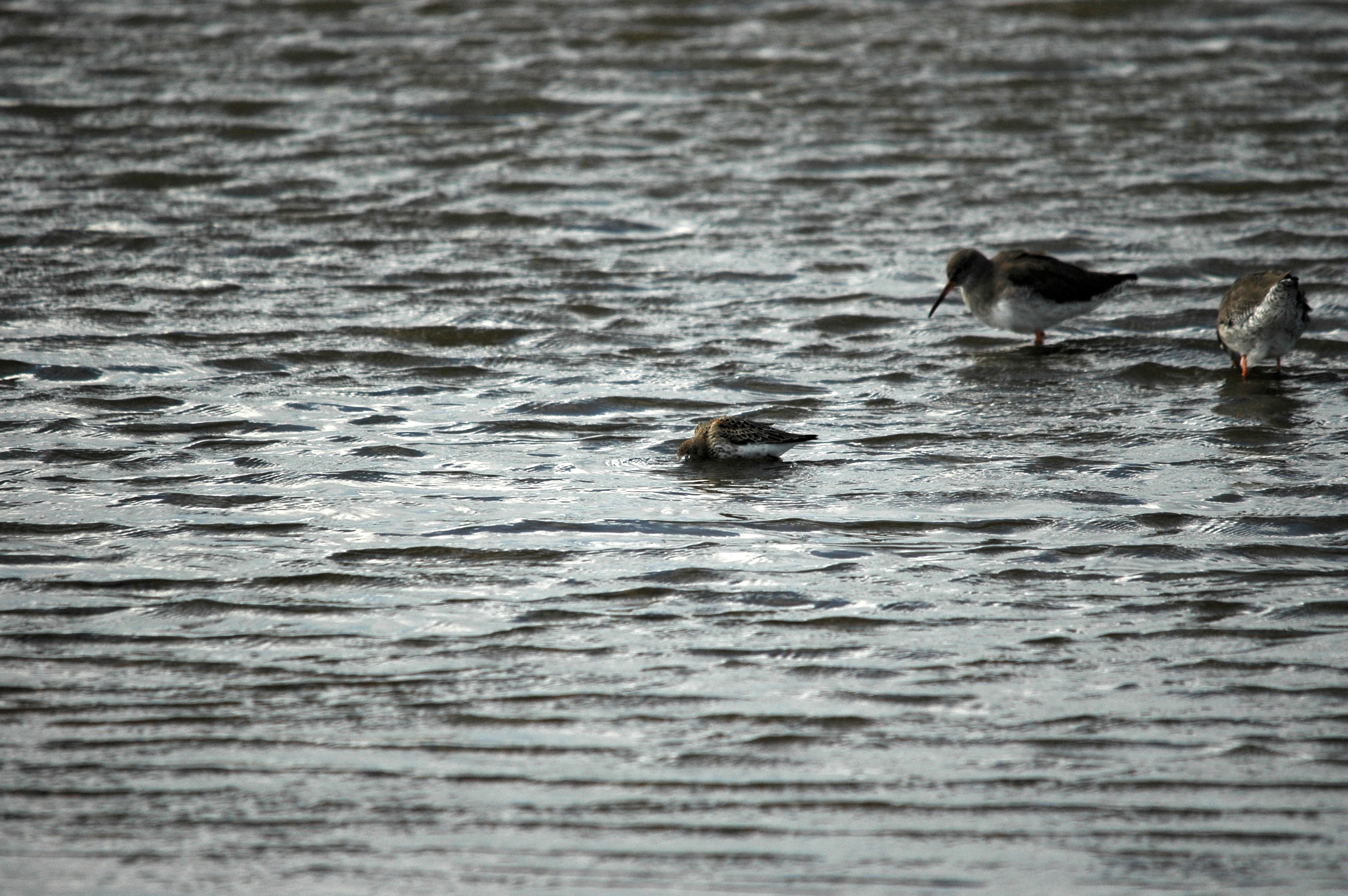 photos/wildlife/Bird_Species/063-Waders/1622-Dunlin/DSC_7462.JPG