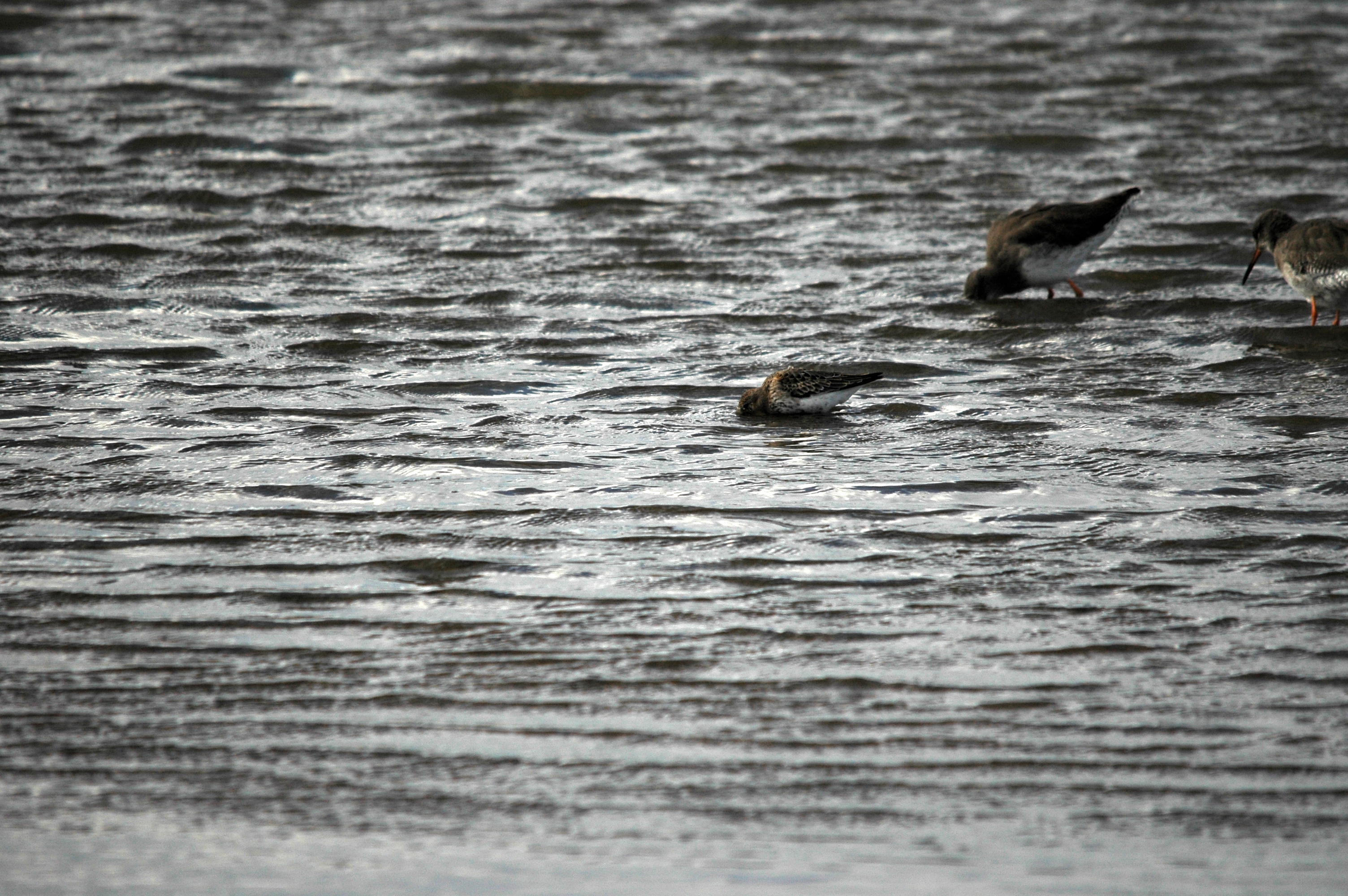 photos/wildlife/Bird_Species/063-Waders/1622-Dunlin/DSC_7463.JPG