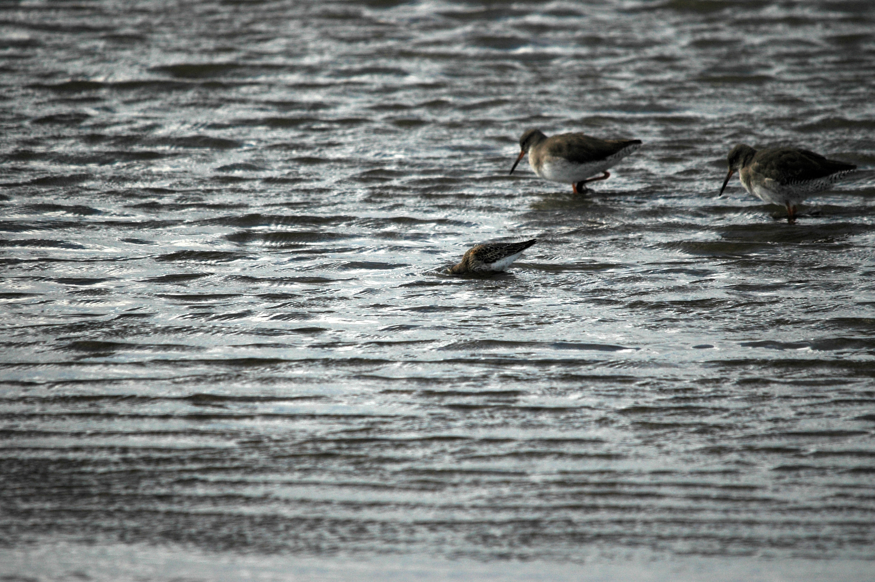 photos/wildlife/Bird_Species/063-Waders/1622-Dunlin/DSC_7464.JPG