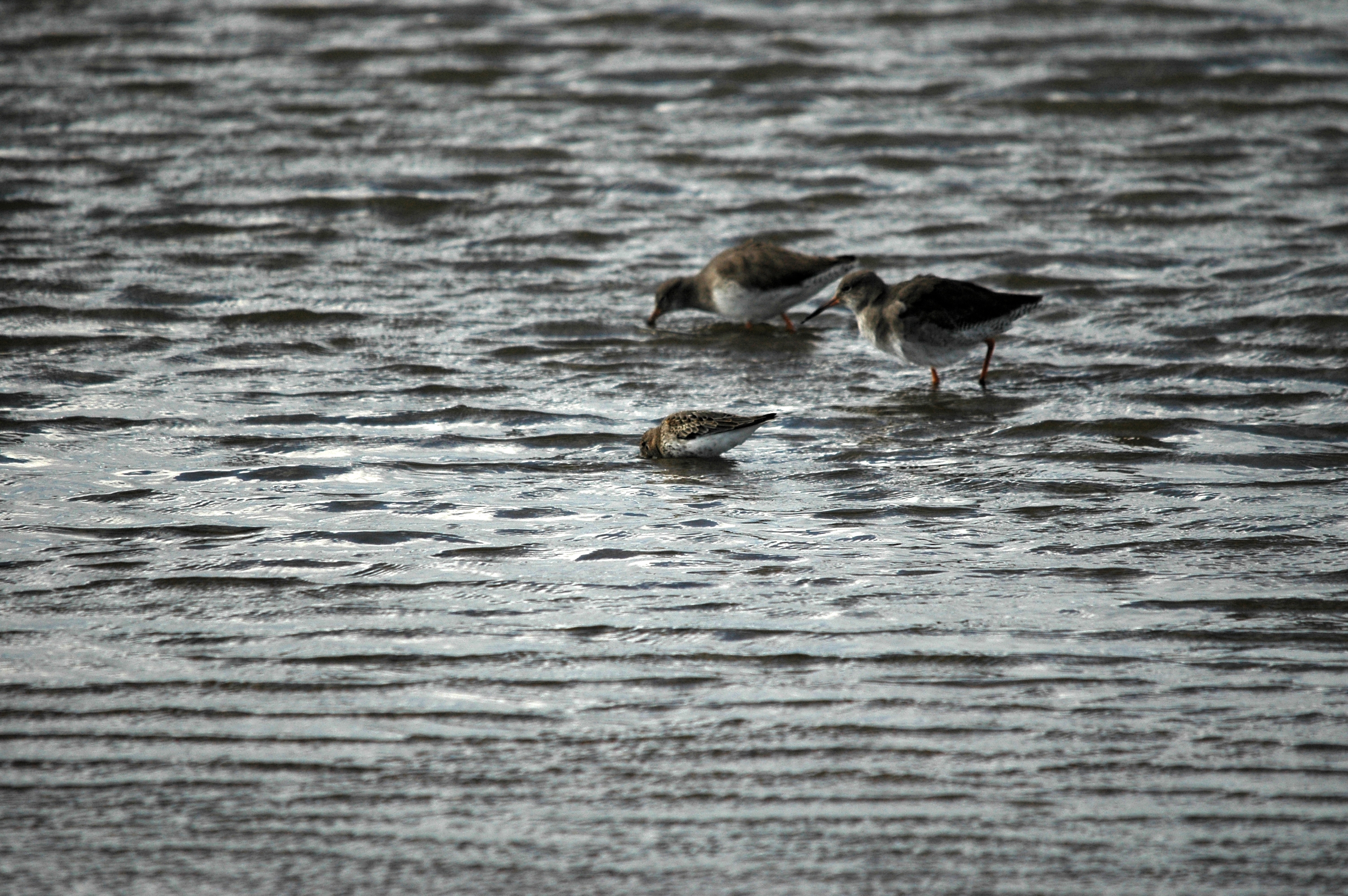 photos/wildlife/Bird_Species/063-Waders/1622-Dunlin/DSC_7465.JPG