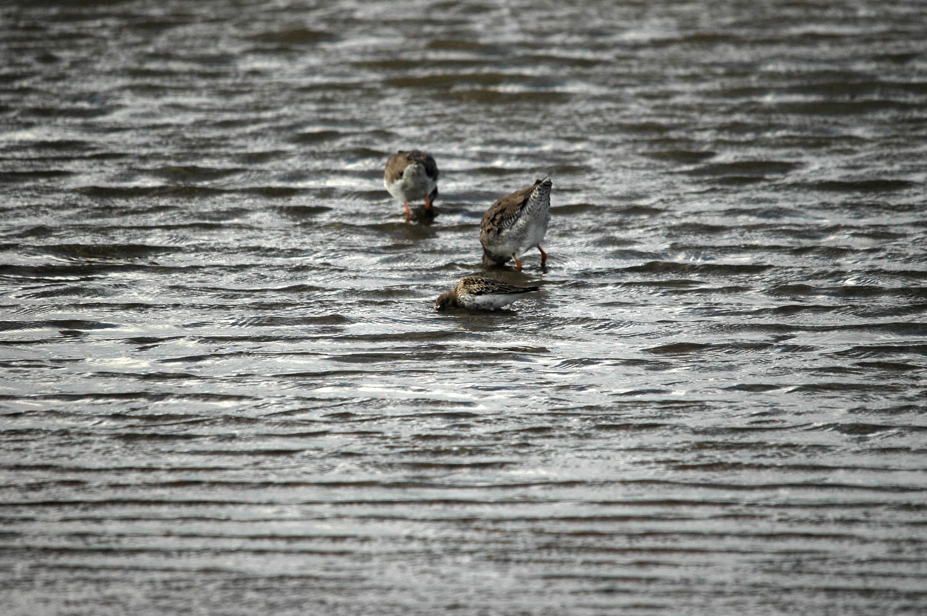 photos/wildlife/Bird_Species/063-Waders/1622-Dunlin/DSC_7466.JPG