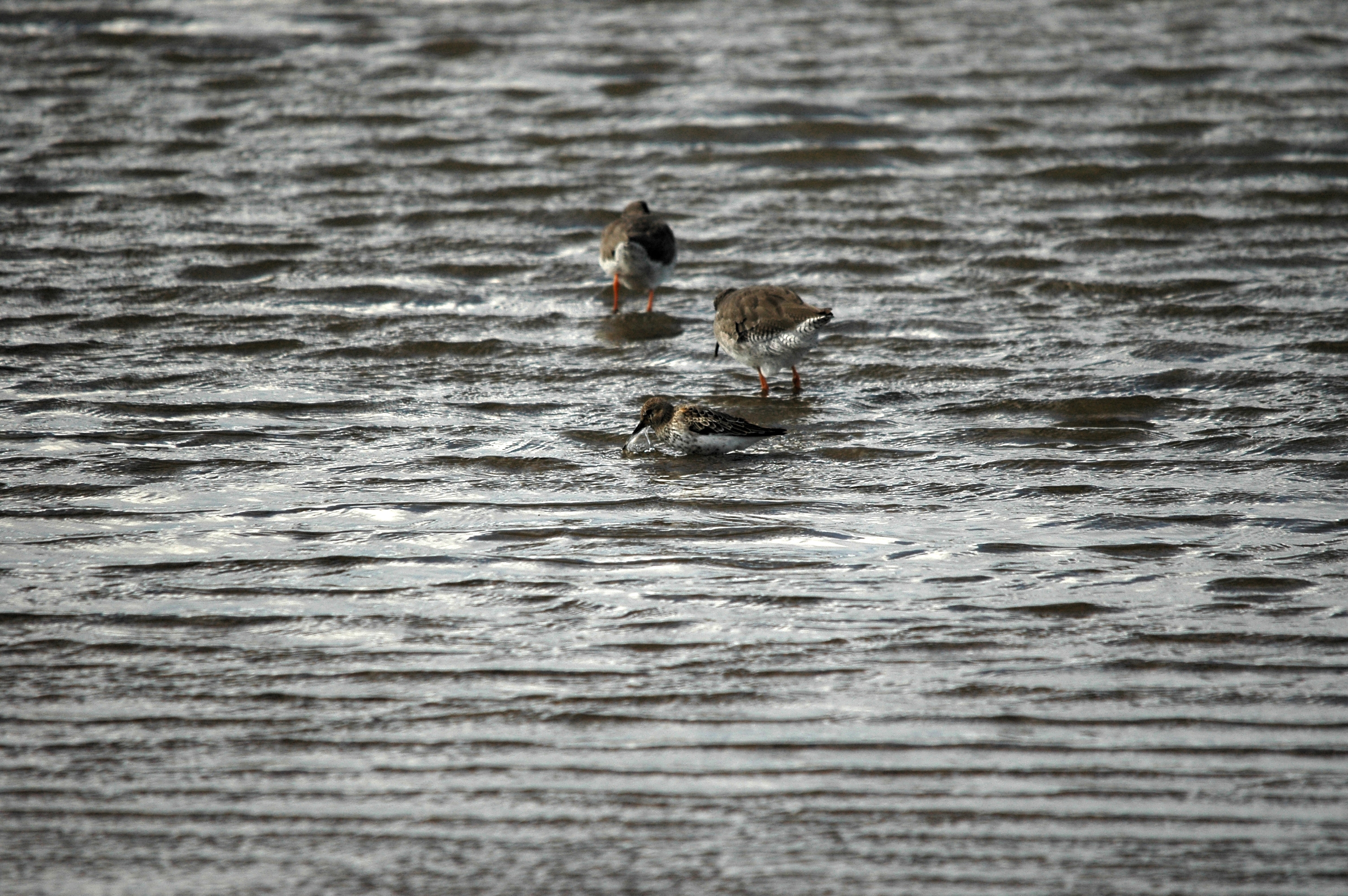photos/wildlife/Bird_Species/063-Waders/1622-Dunlin/DSC_7467.JPG
