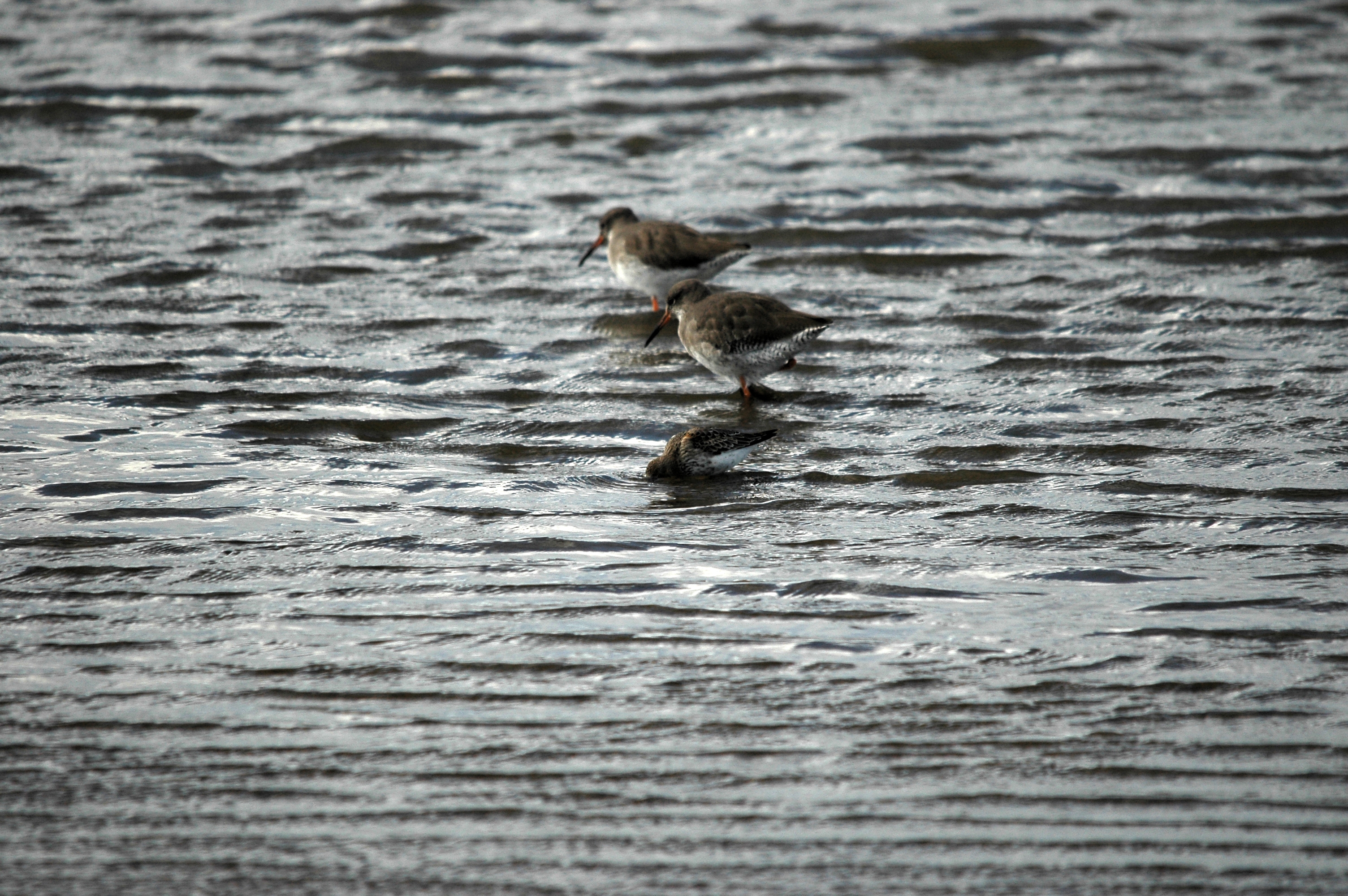 photos/wildlife/Bird_Species/063-Waders/1622-Dunlin/DSC_7469.JPG