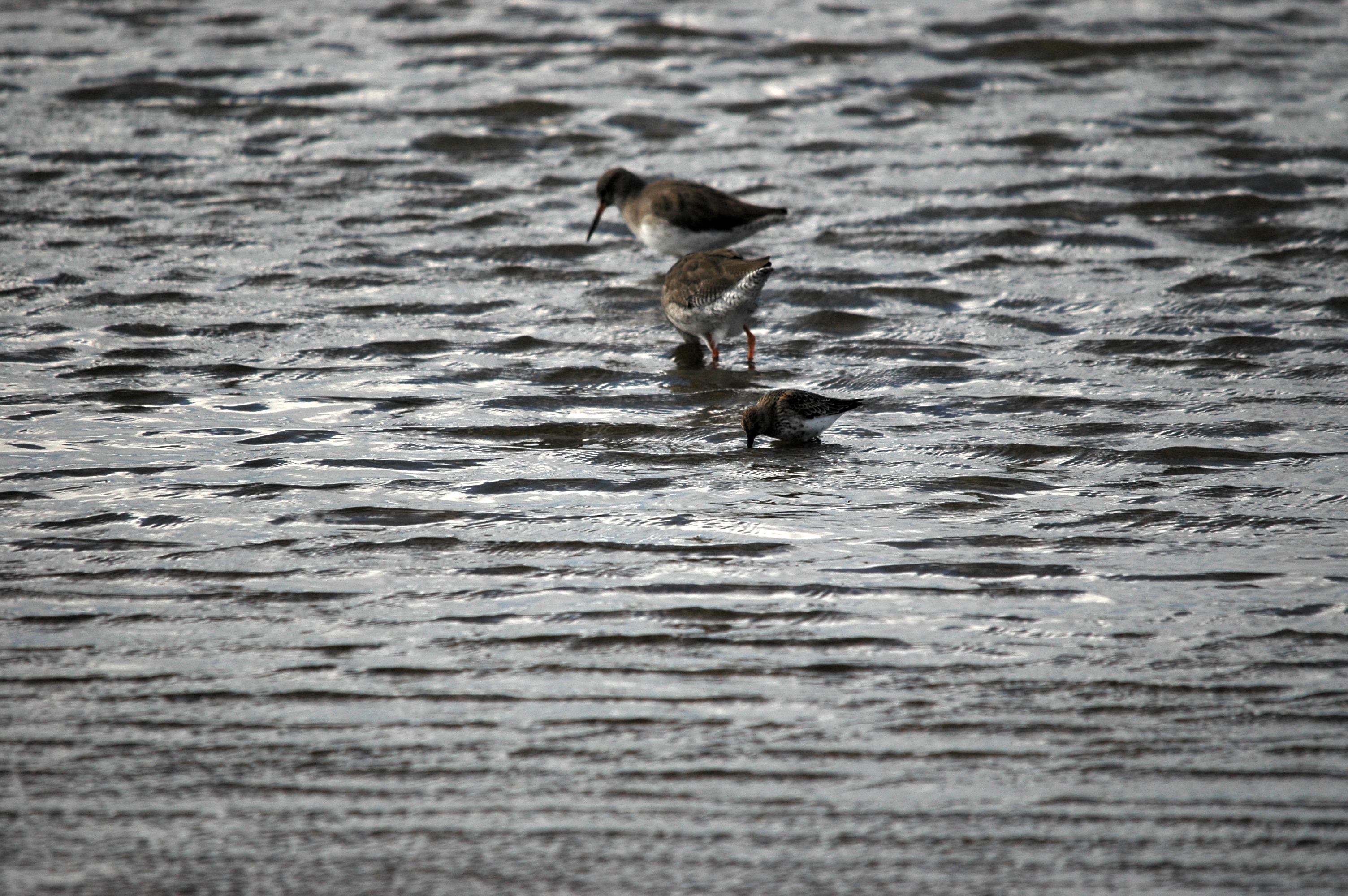 photos/wildlife/Bird_Species/063-Waders/1622-Dunlin/DSC_7470.JPG