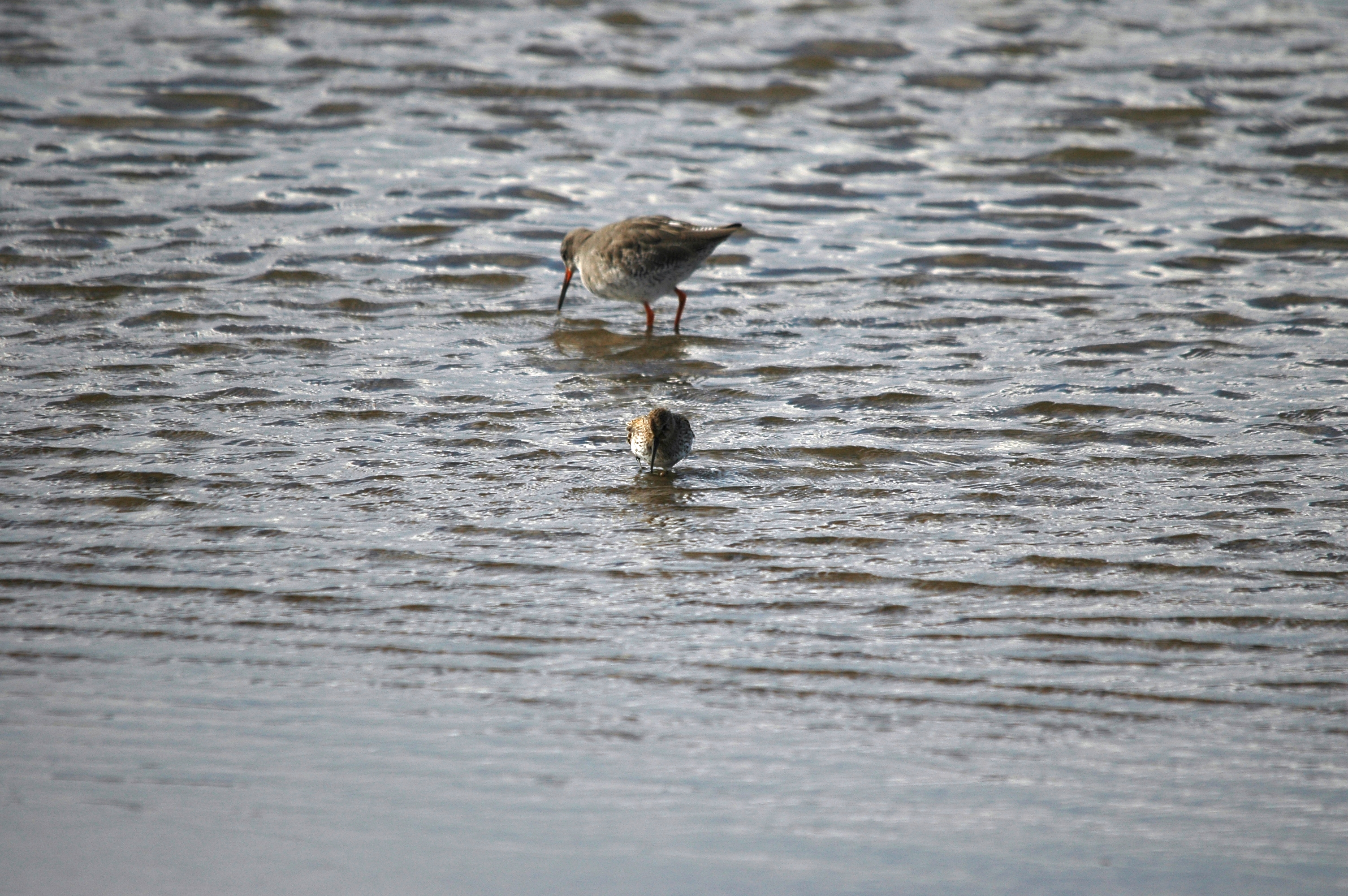 photos/wildlife/Bird_Species/063-Waders/1622-Dunlin/DSC_7471.JPG