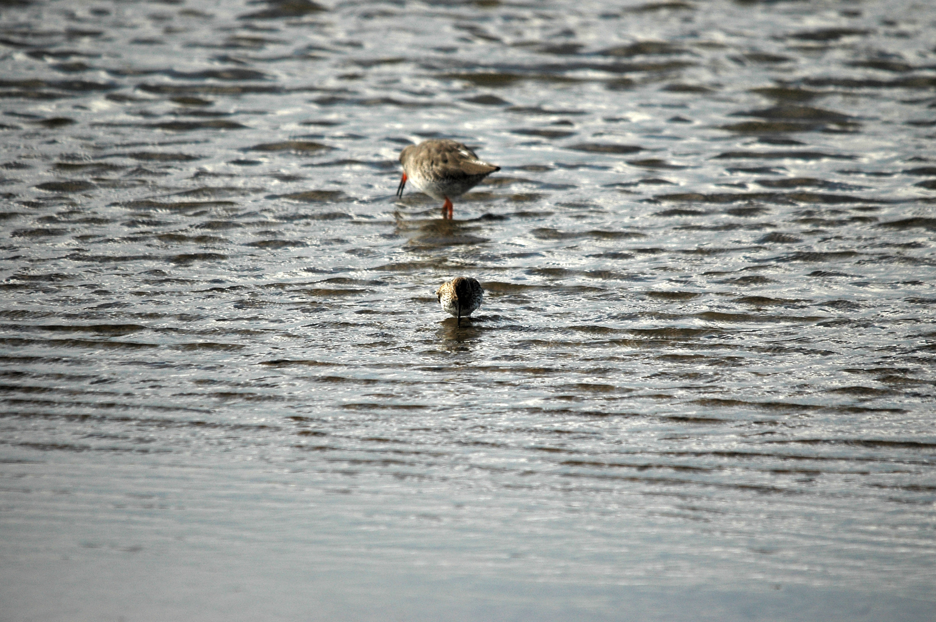 photos/wildlife/Bird_Species/063-Waders/1622-Dunlin/DSC_7472.JPG