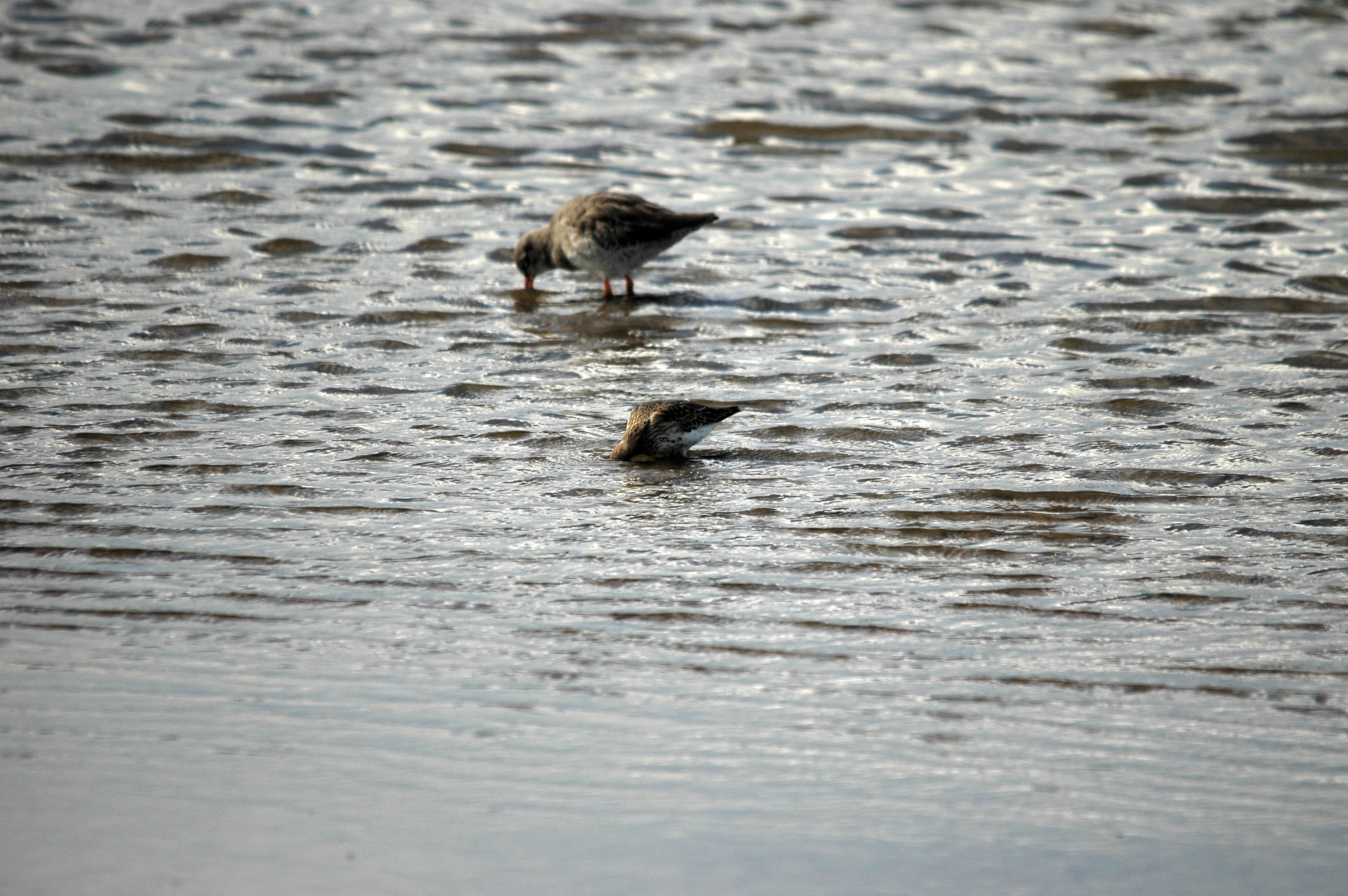 photos/wildlife/Bird_Species/063-Waders/1622-Dunlin/DSC_7473.JPG