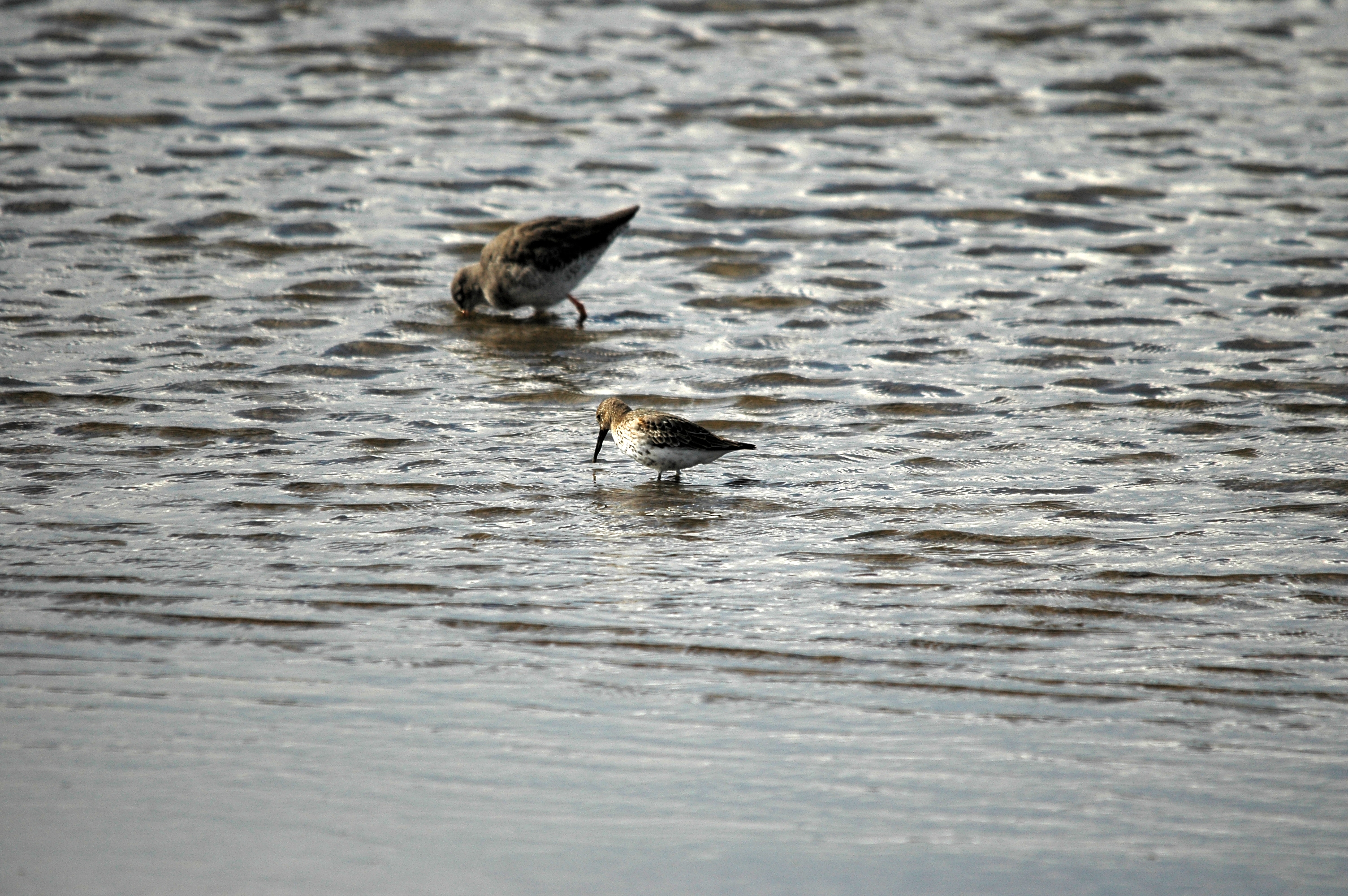 photos/wildlife/Bird_Species/063-Waders/1622-Dunlin/DSC_7474.JPG