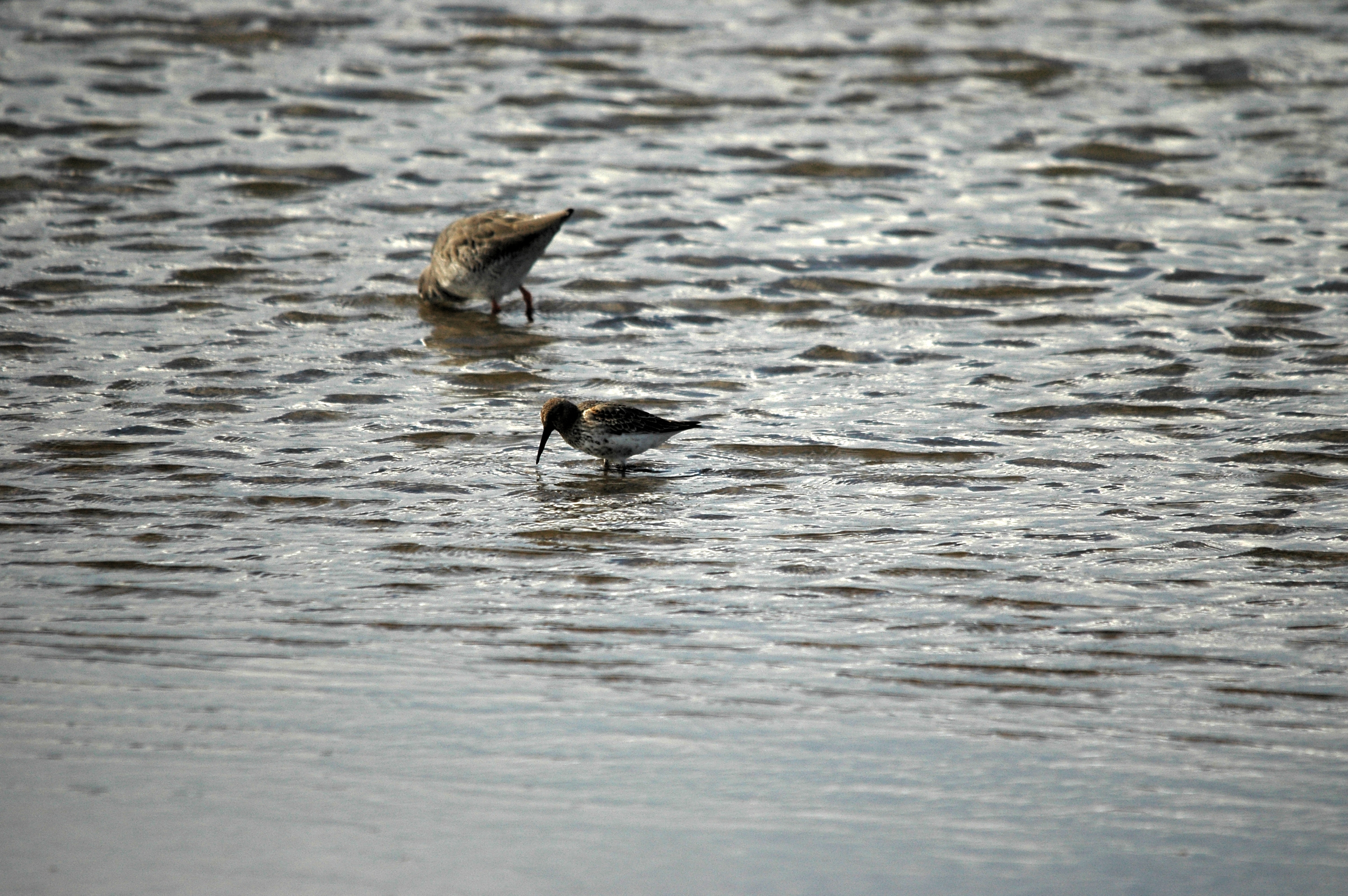 photos/wildlife/Bird_Species/063-Waders/1622-Dunlin/DSC_7475.JPG
