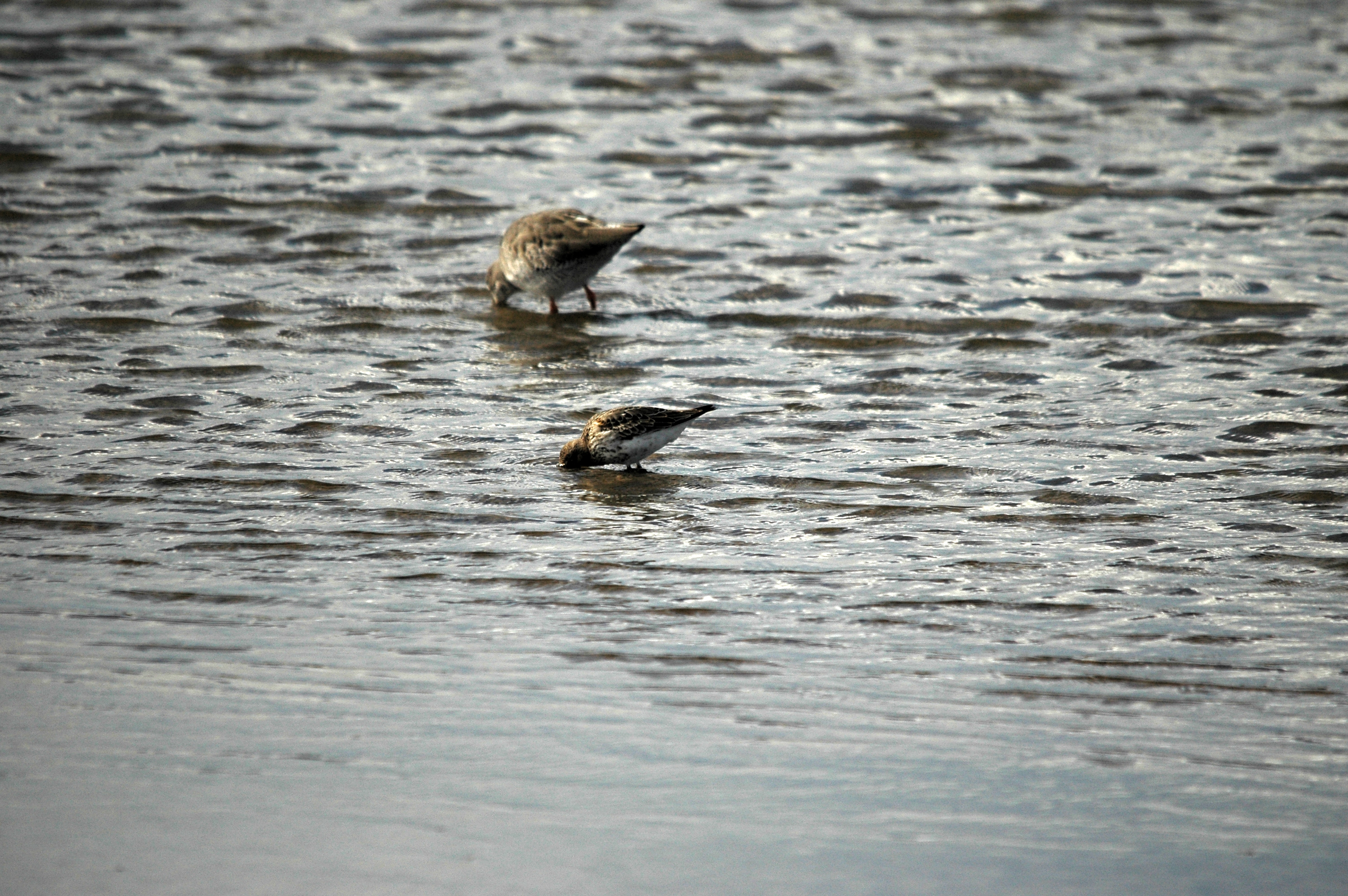 photos/wildlife/Bird_Species/063-Waders/1622-Dunlin/DSC_7476.JPG