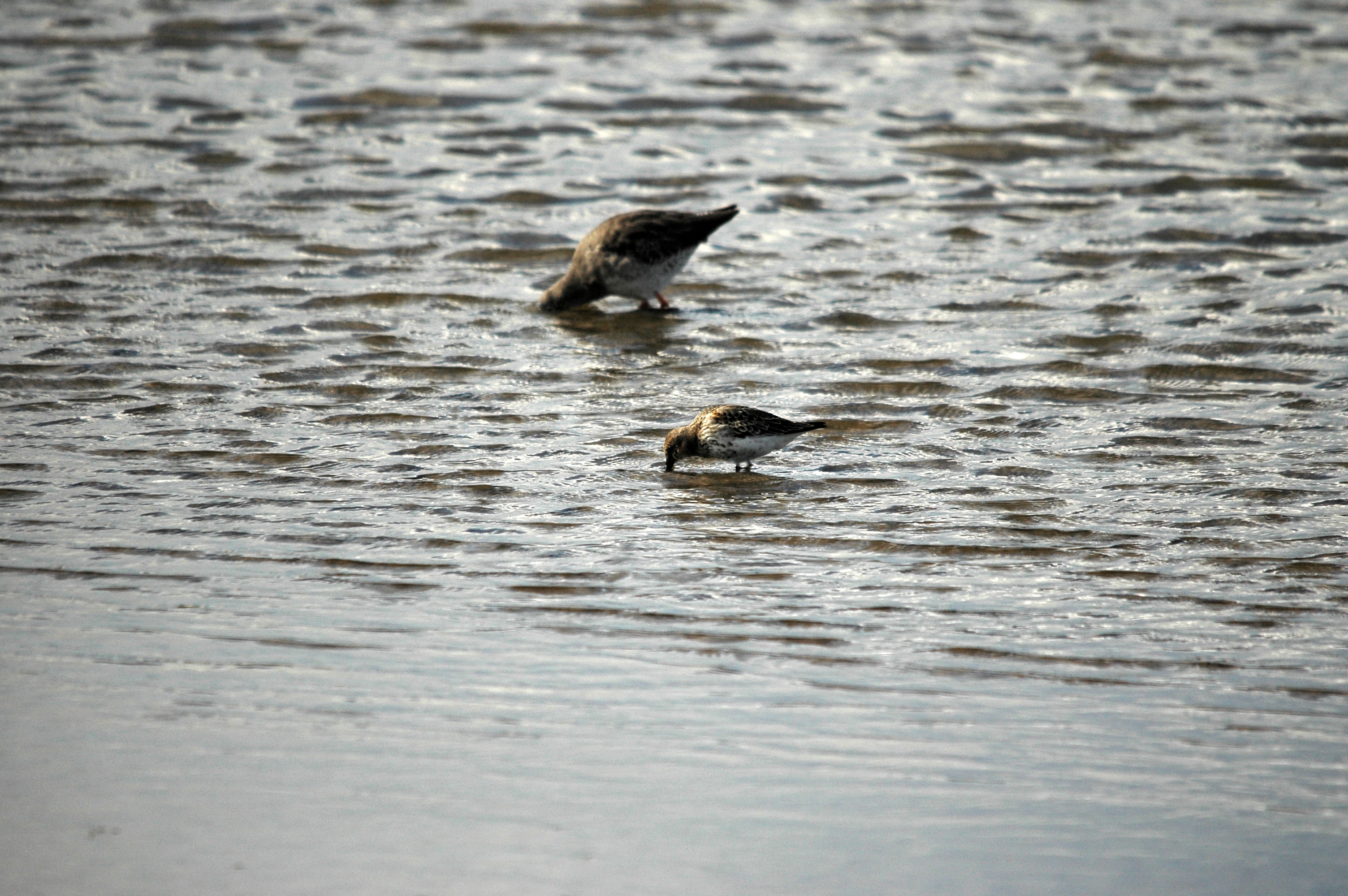 photos/wildlife/Bird_Species/063-Waders/1622-Dunlin/DSC_7477.JPG