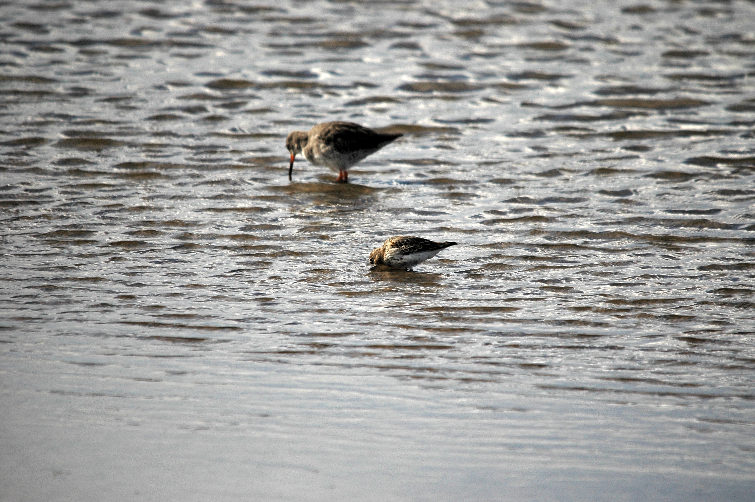 photos/wildlife/Bird_Species/063-Waders/1622-Dunlin/DSC_7478.JPG
