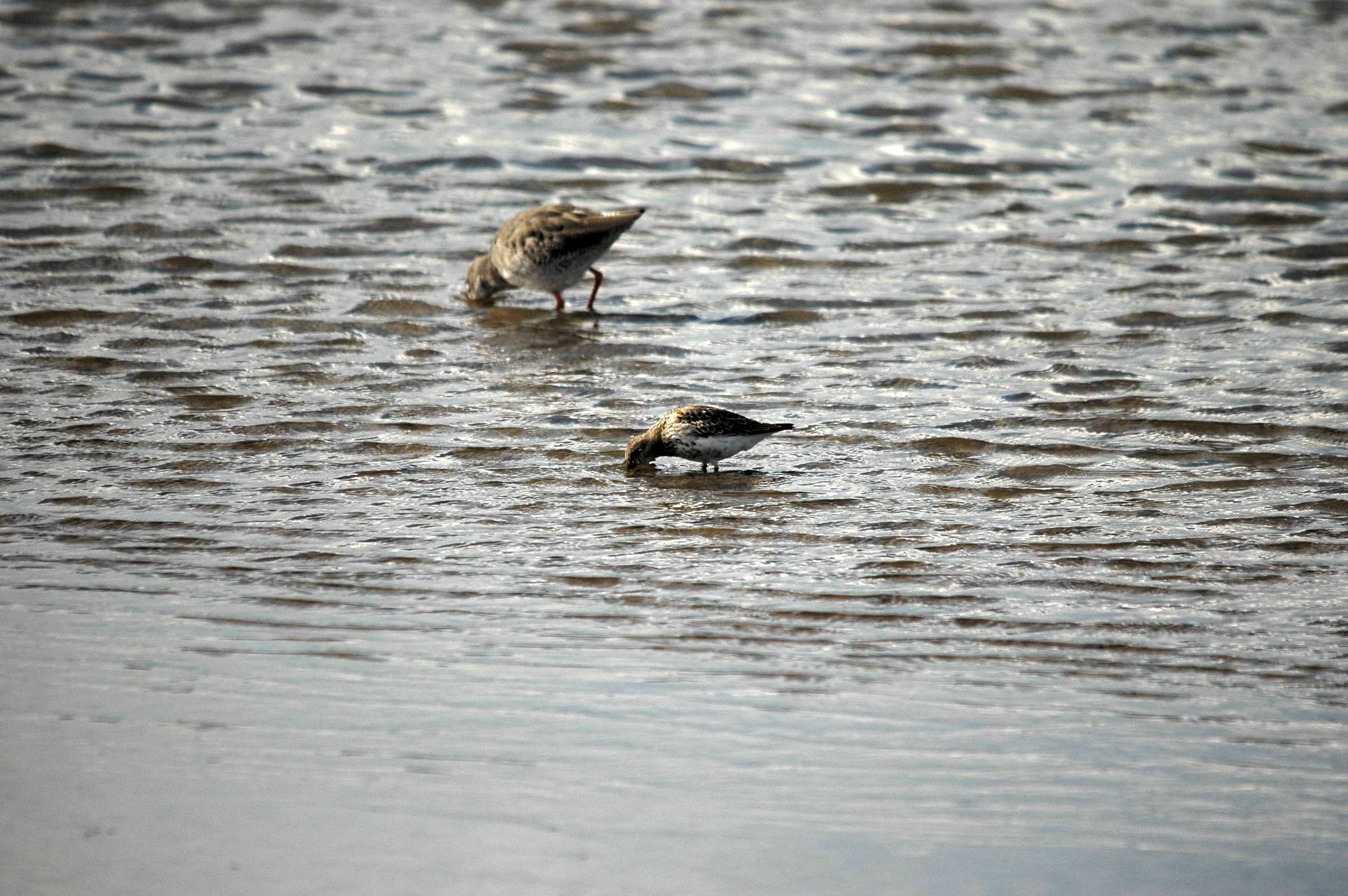 photos/wildlife/Bird_Species/063-Waders/1622-Dunlin/DSC_7479.JPG