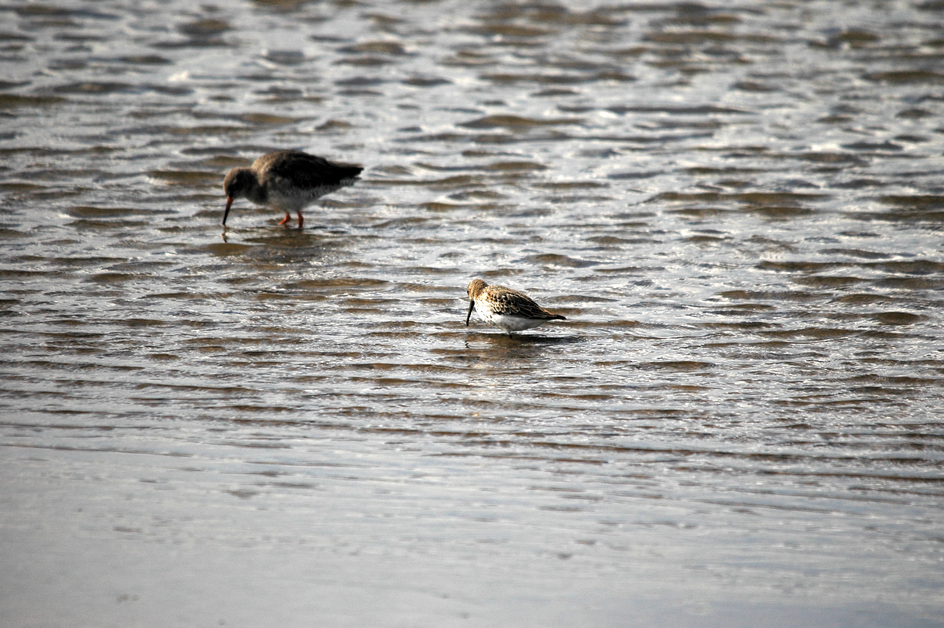 photos/wildlife/Bird_Species/063-Waders/1622-Dunlin/DSC_7480.JPG