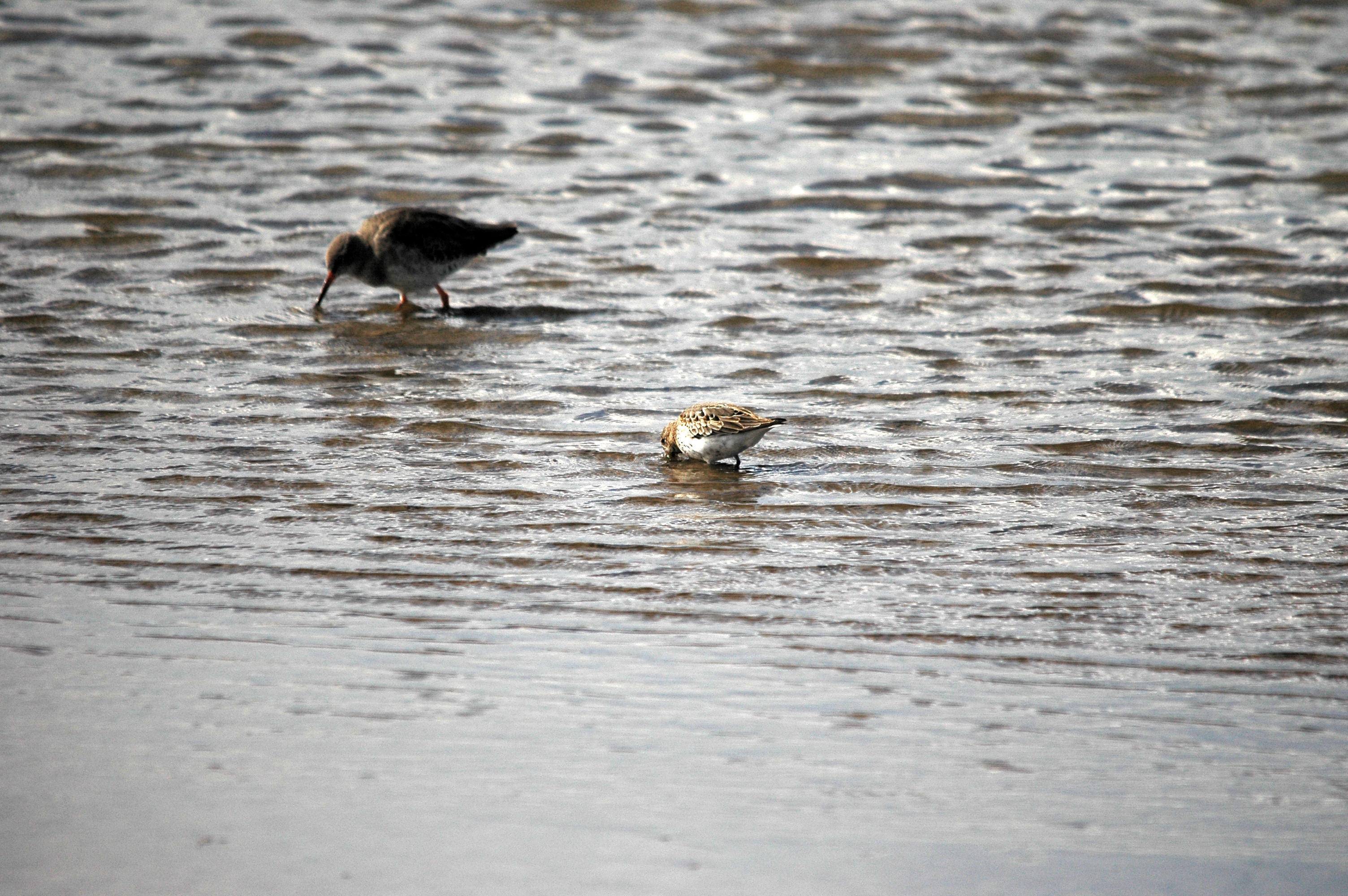 photos/wildlife/Bird_Species/063-Waders/1622-Dunlin/DSC_7481.JPG