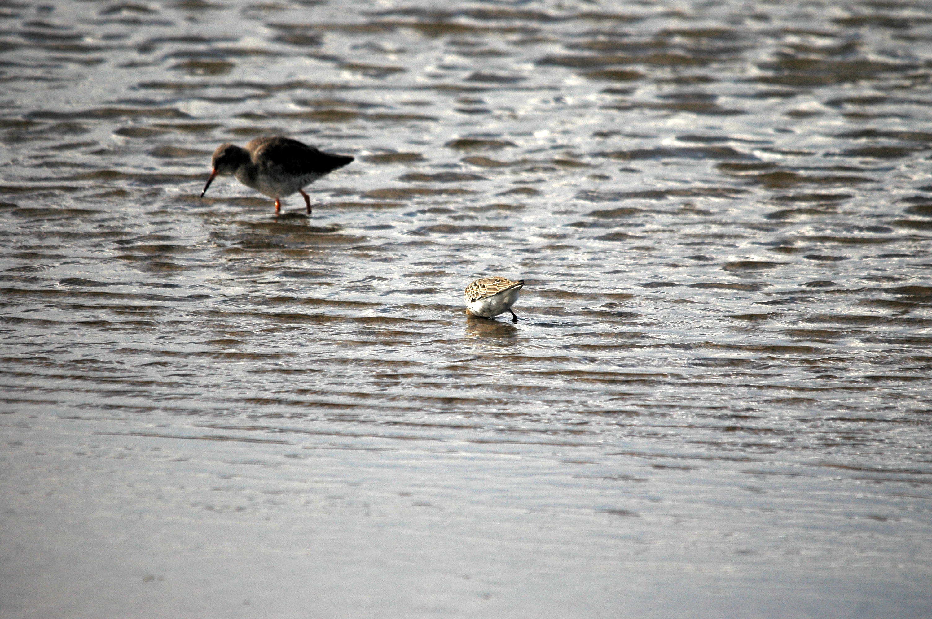photos/wildlife/Bird_Species/063-Waders/1622-Dunlin/DSC_7482.JPG