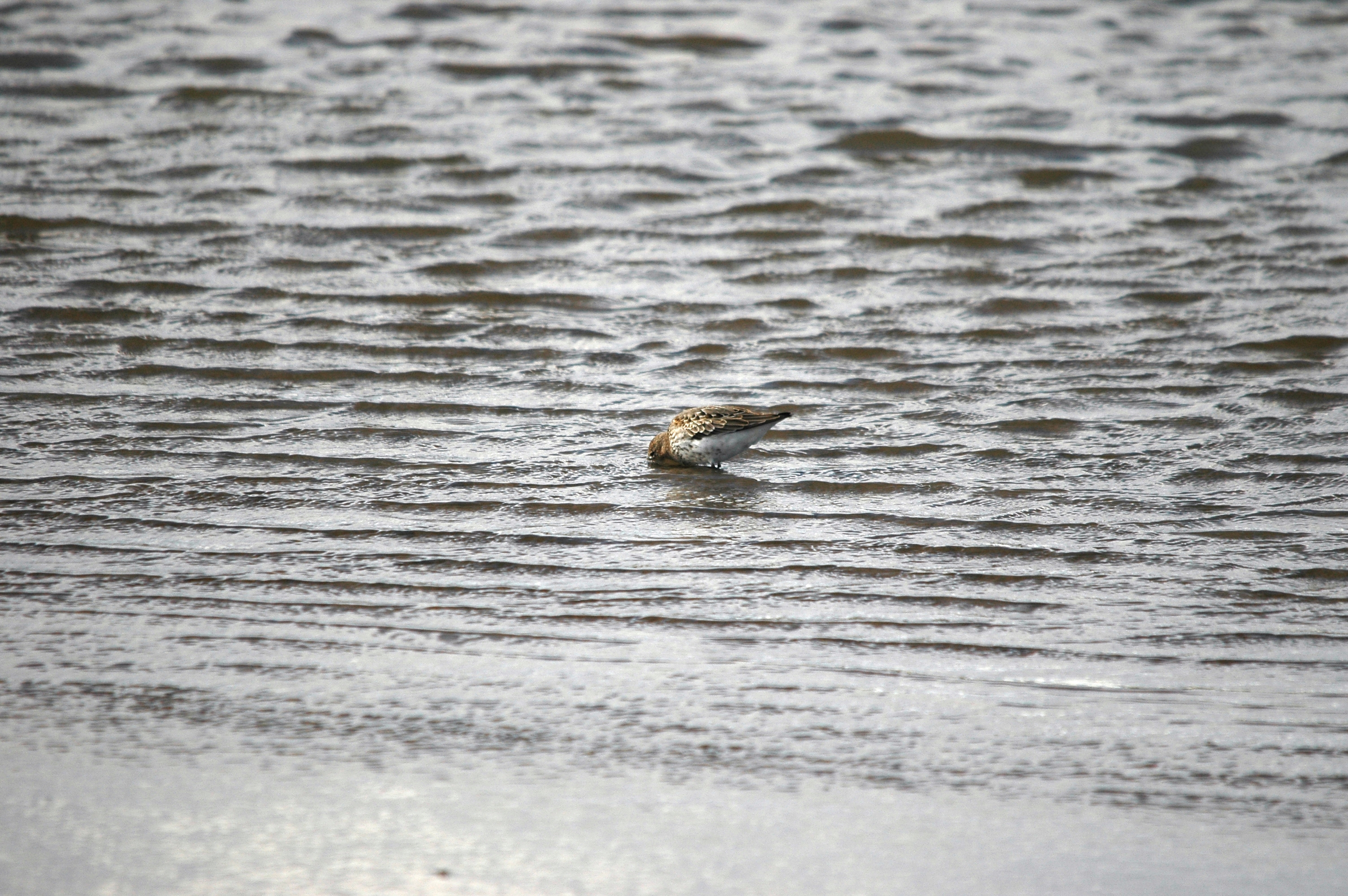 photos/wildlife/Bird_Species/063-Waders/1622-Dunlin/DSC_7507.JPG