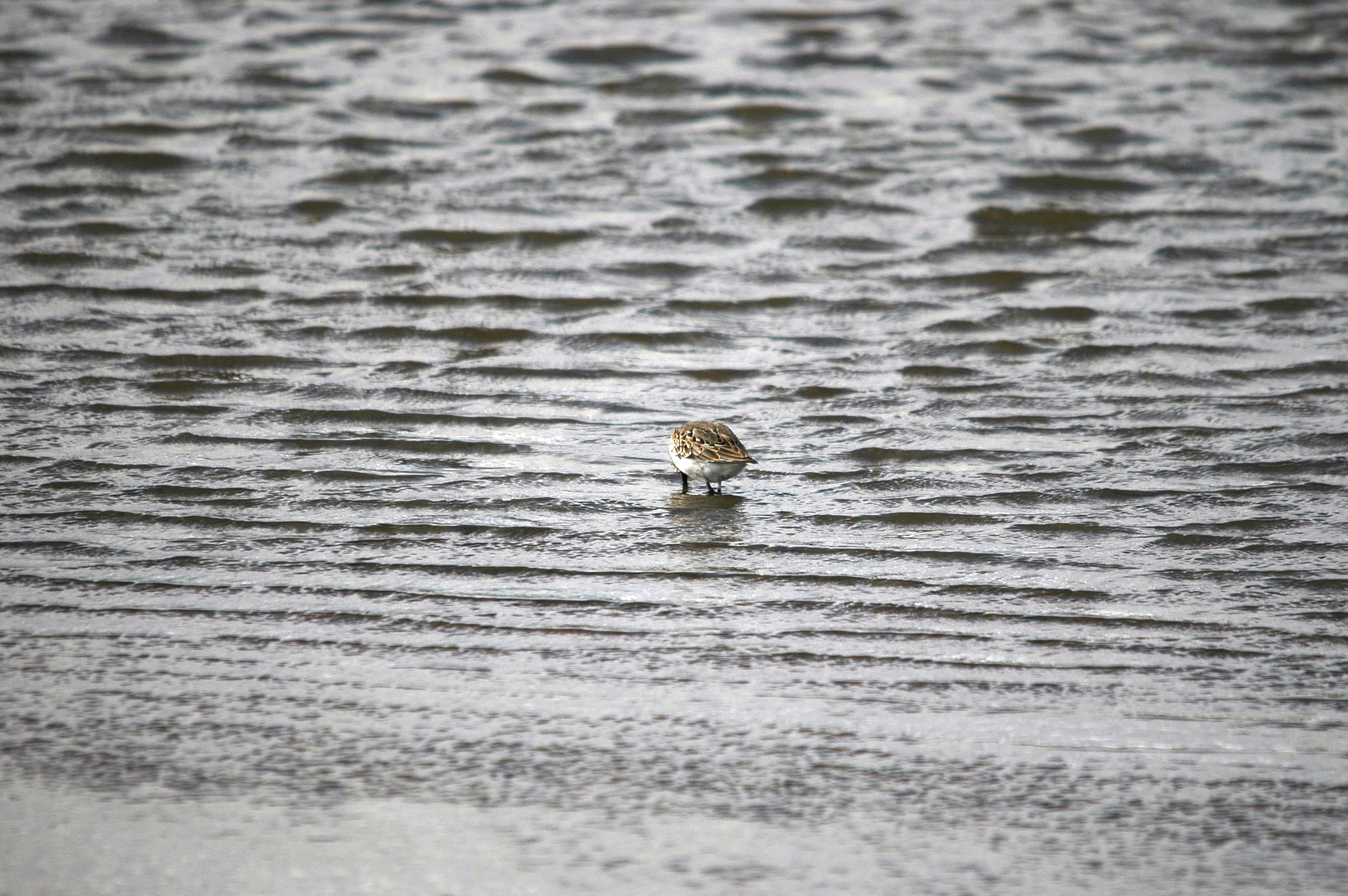 photos/wildlife/Bird_Species/063-Waders/1622-Dunlin/DSC_7508.JPG