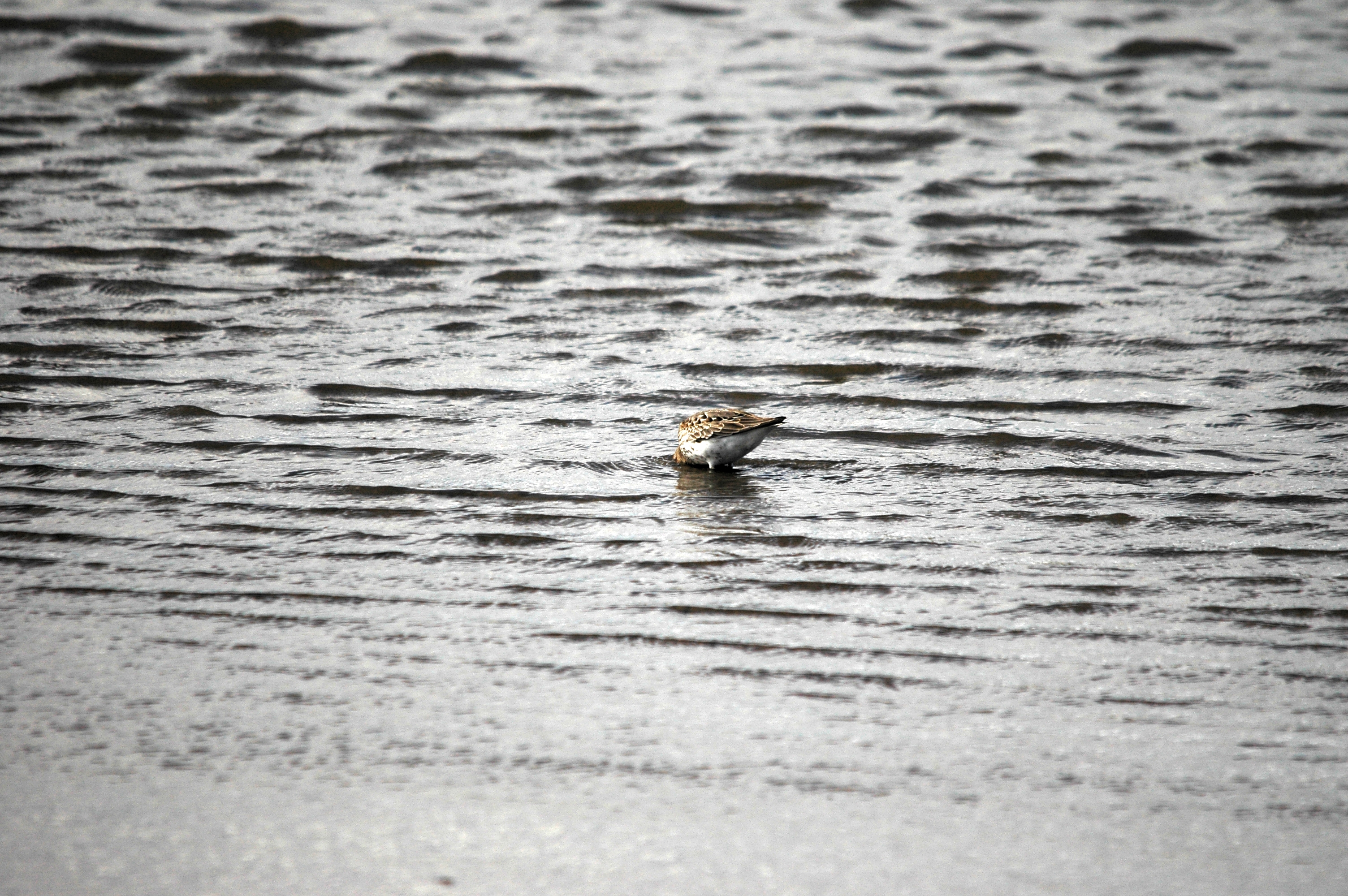 photos/wildlife/Bird_Species/063-Waders/1622-Dunlin/DSC_7509.JPG