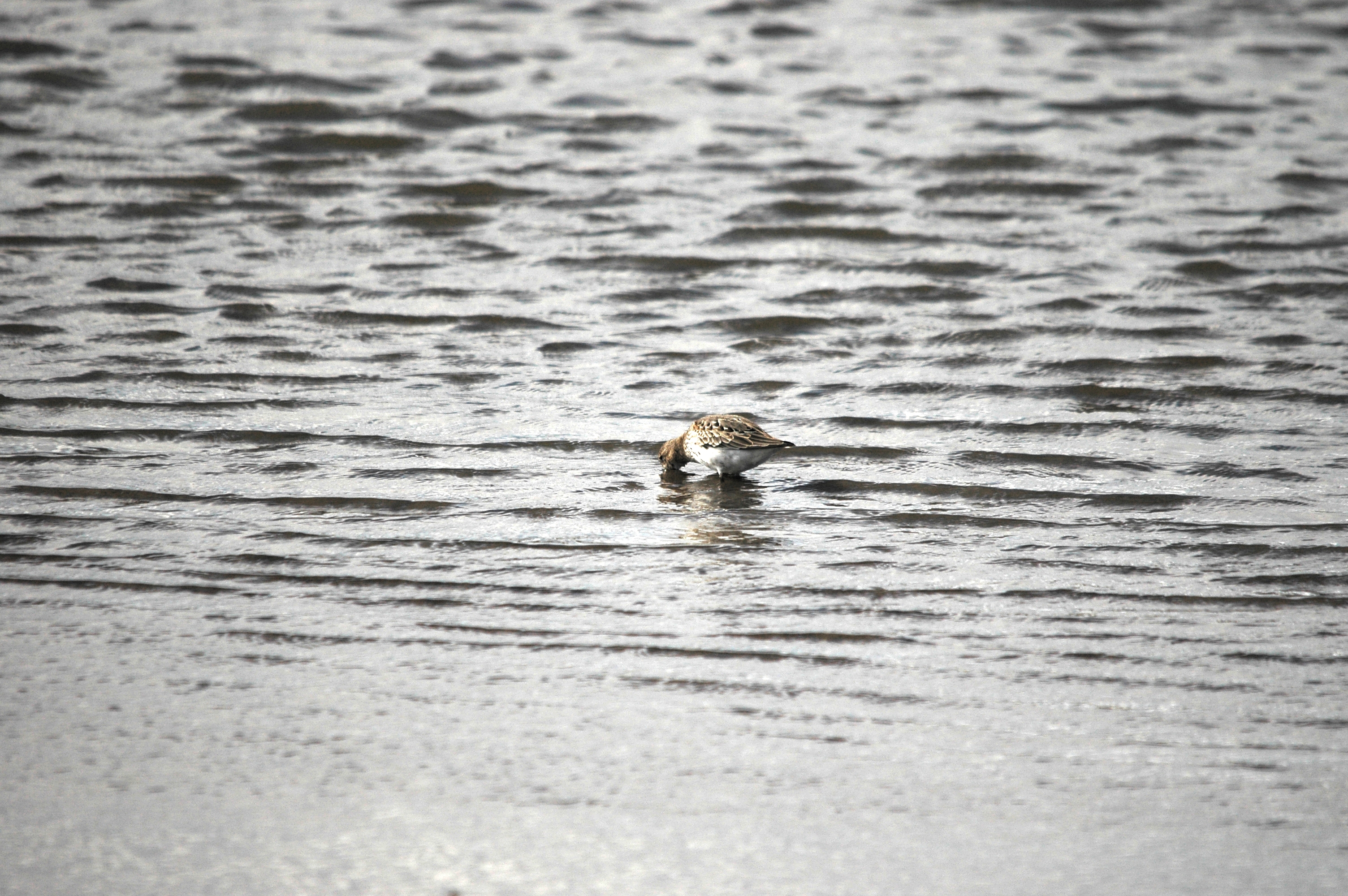 photos/wildlife/Bird_Species/063-Waders/1622-Dunlin/DSC_7510.JPG